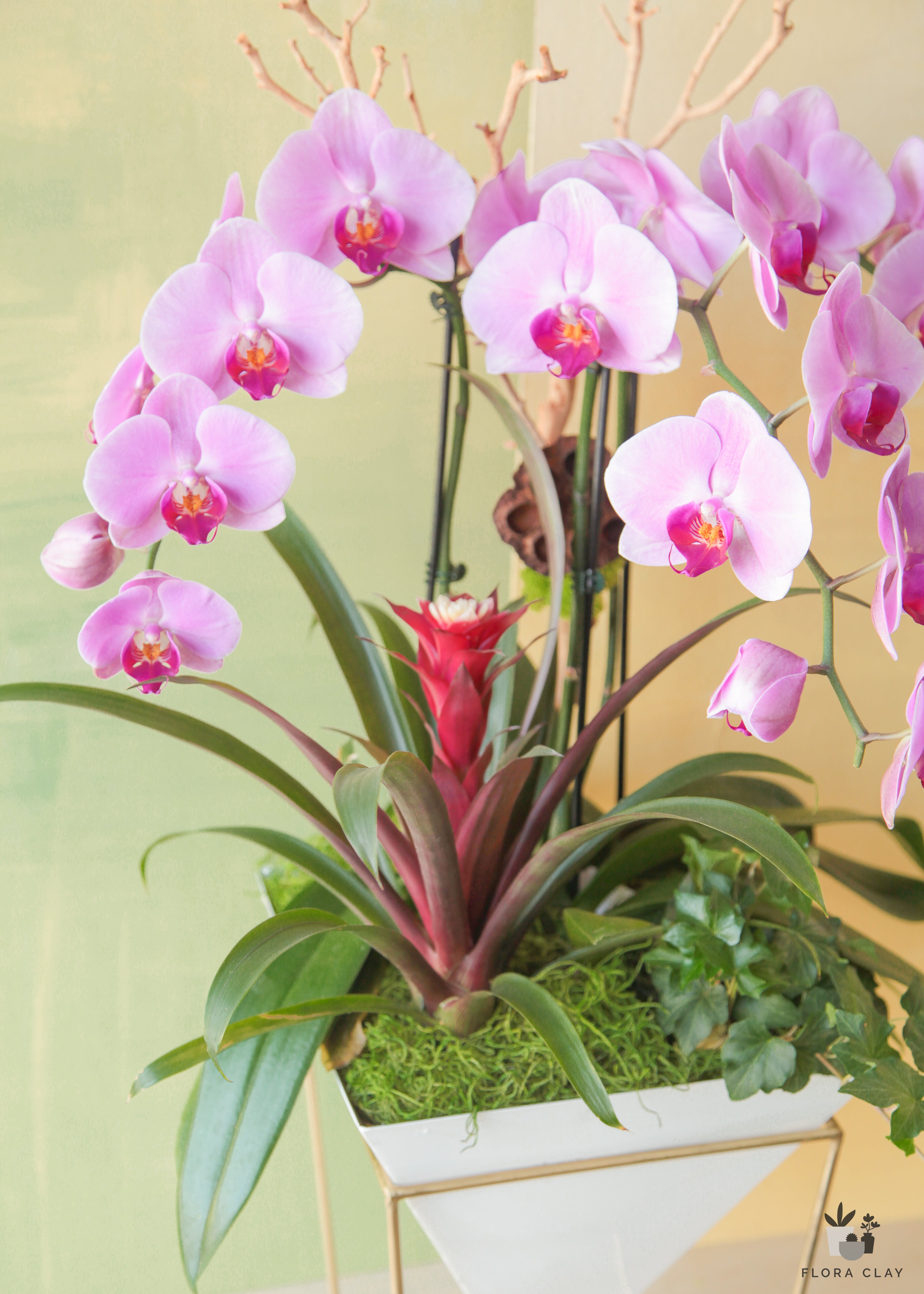 Pink-Potion-Orchid-Arrangement-Floraclay-2.jpg