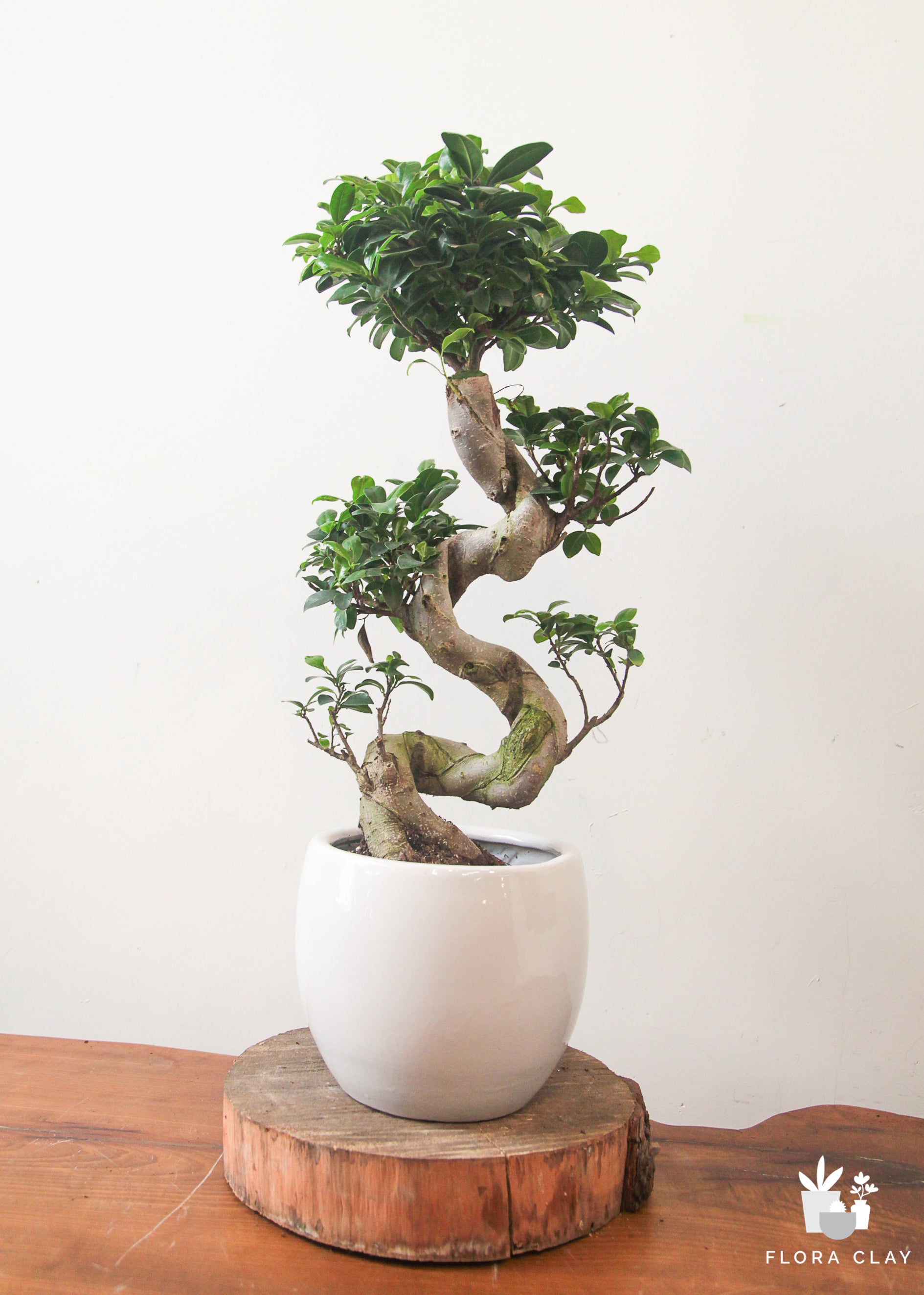 Discover living art with our rare, high-end S-Shaped Ficus Retusa Bonsai. An exquisite $120+ collector's plant featuring a masterfully trained curved trunk in a sleek white ceramic pot