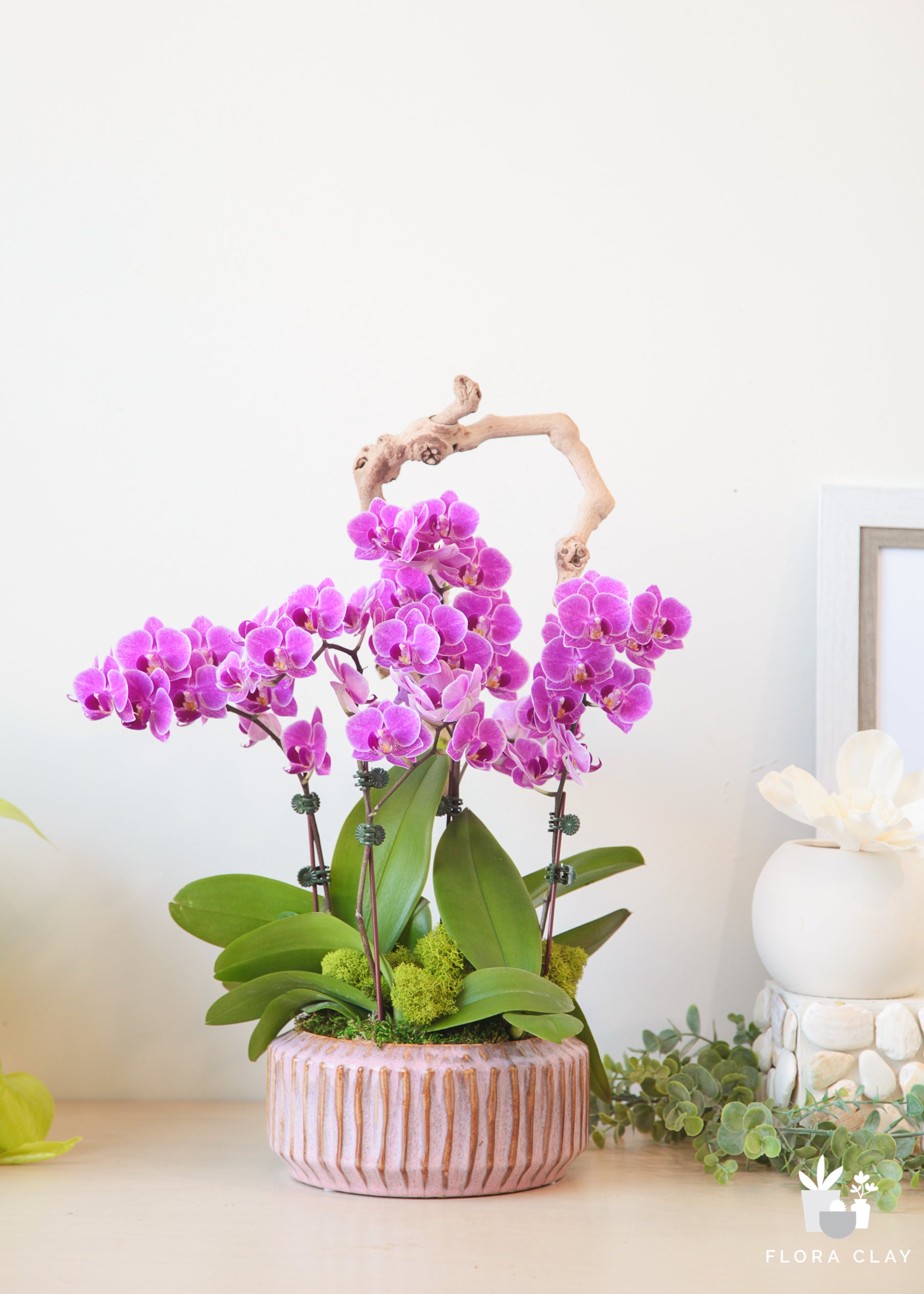 Purple Passion Orchids in a Pink Ceramic Pot