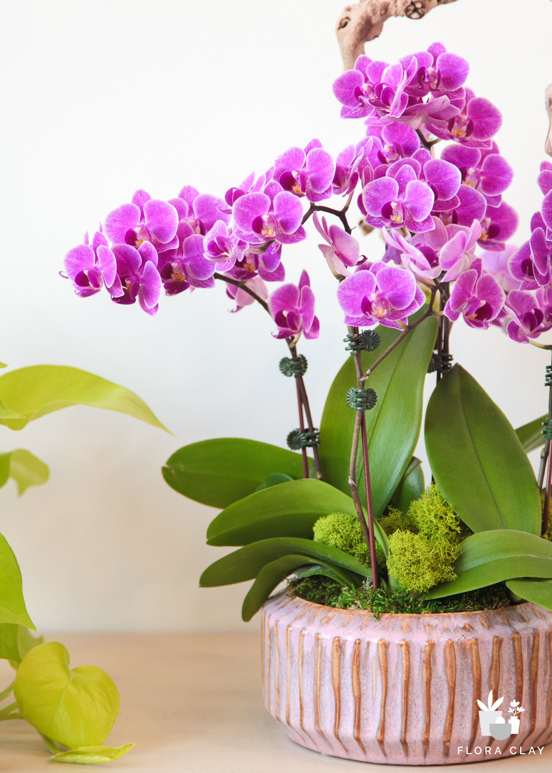 Purple Passion Orchids in a Pink Ceramic Pot