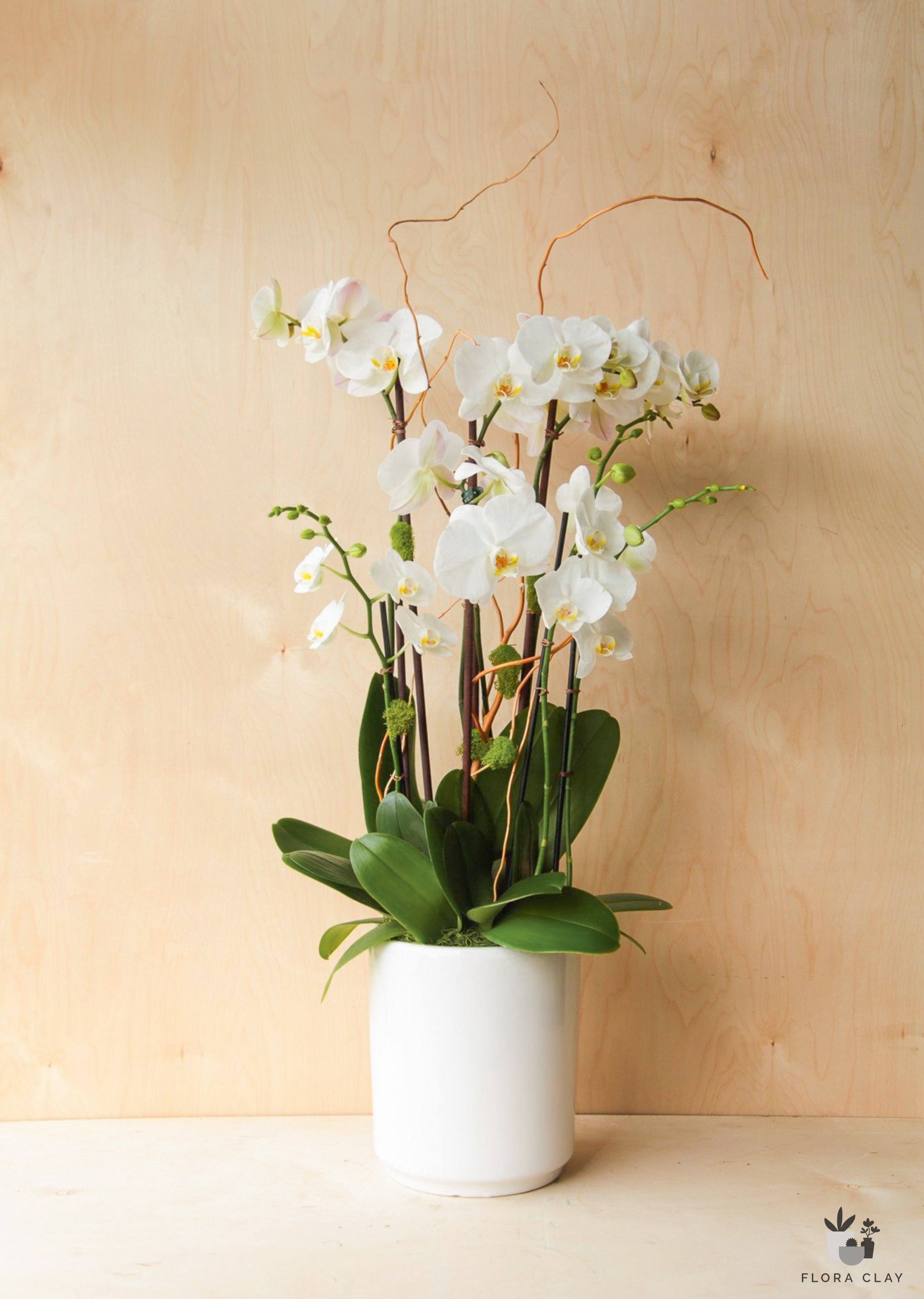 Snowflakes_orchid_arrangement_floraclay.jpg