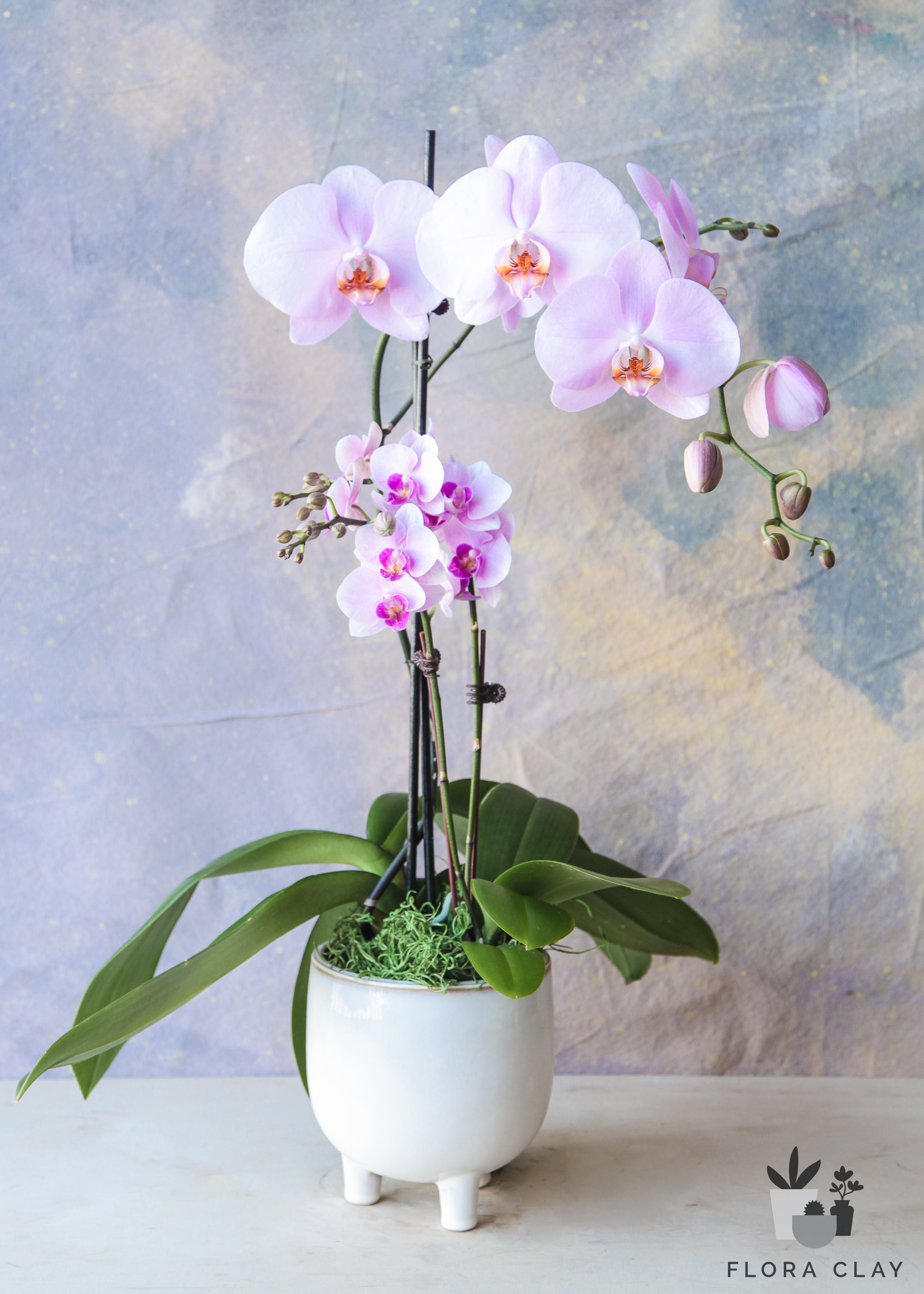 Soleste-Orchid-Arrangement-Floraclay1.jpg