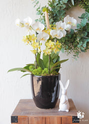 Spring Lemonade Orchid Arrangement