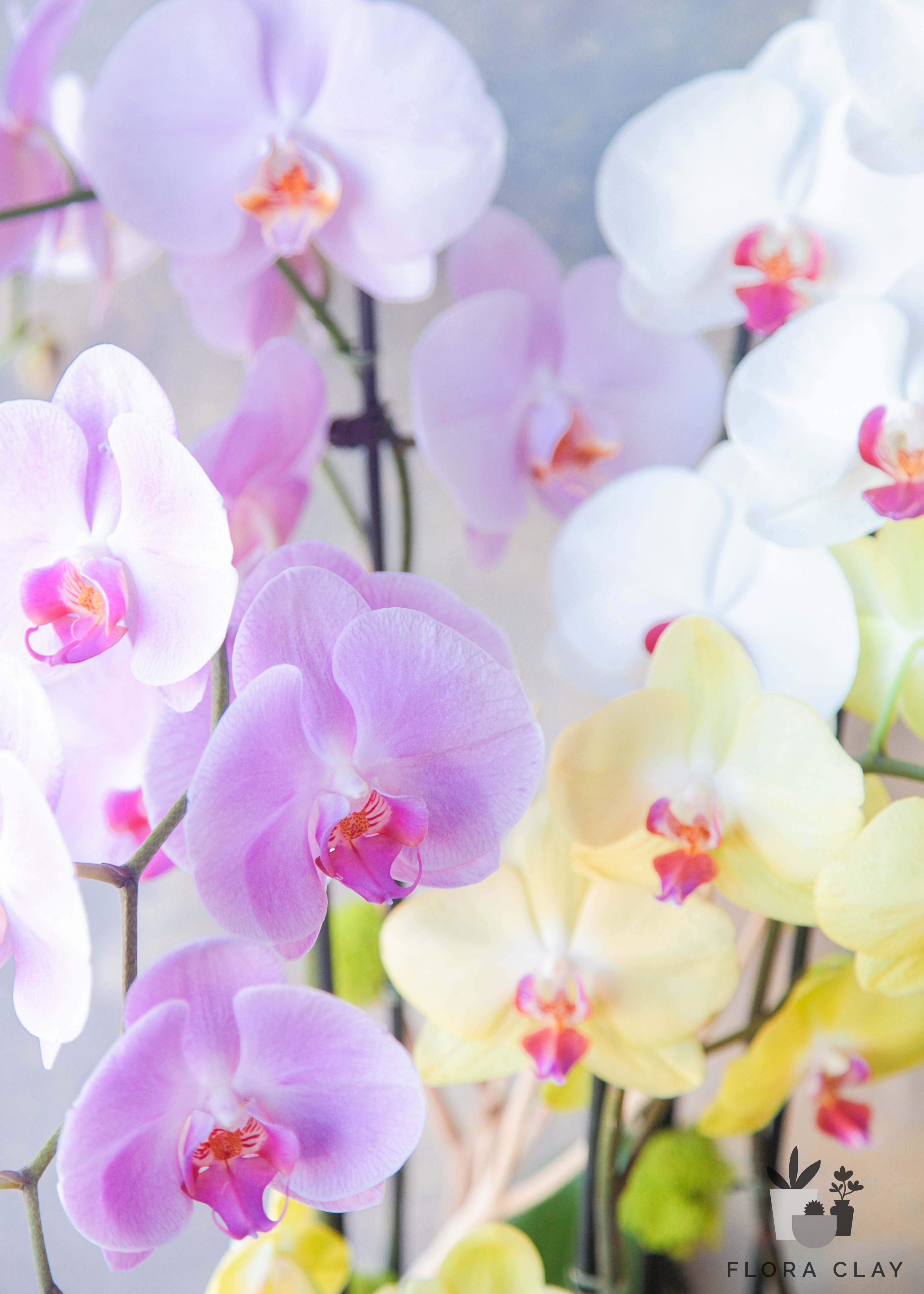 Summer-Trend-Orchid-Arrangement-Floraclay2.jpg