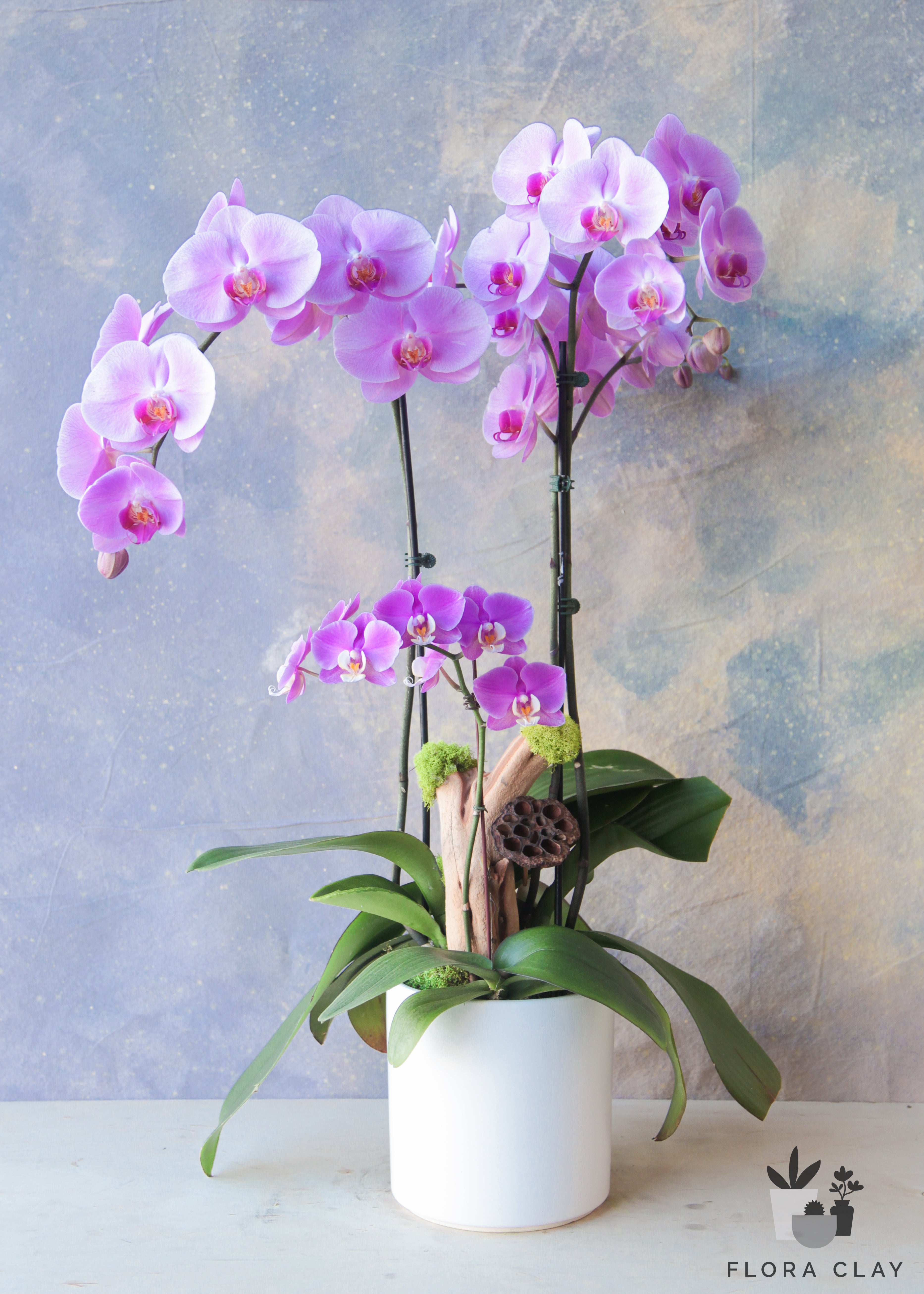 Virgo-Orchid-Arrangement-Floraclay1.jpg