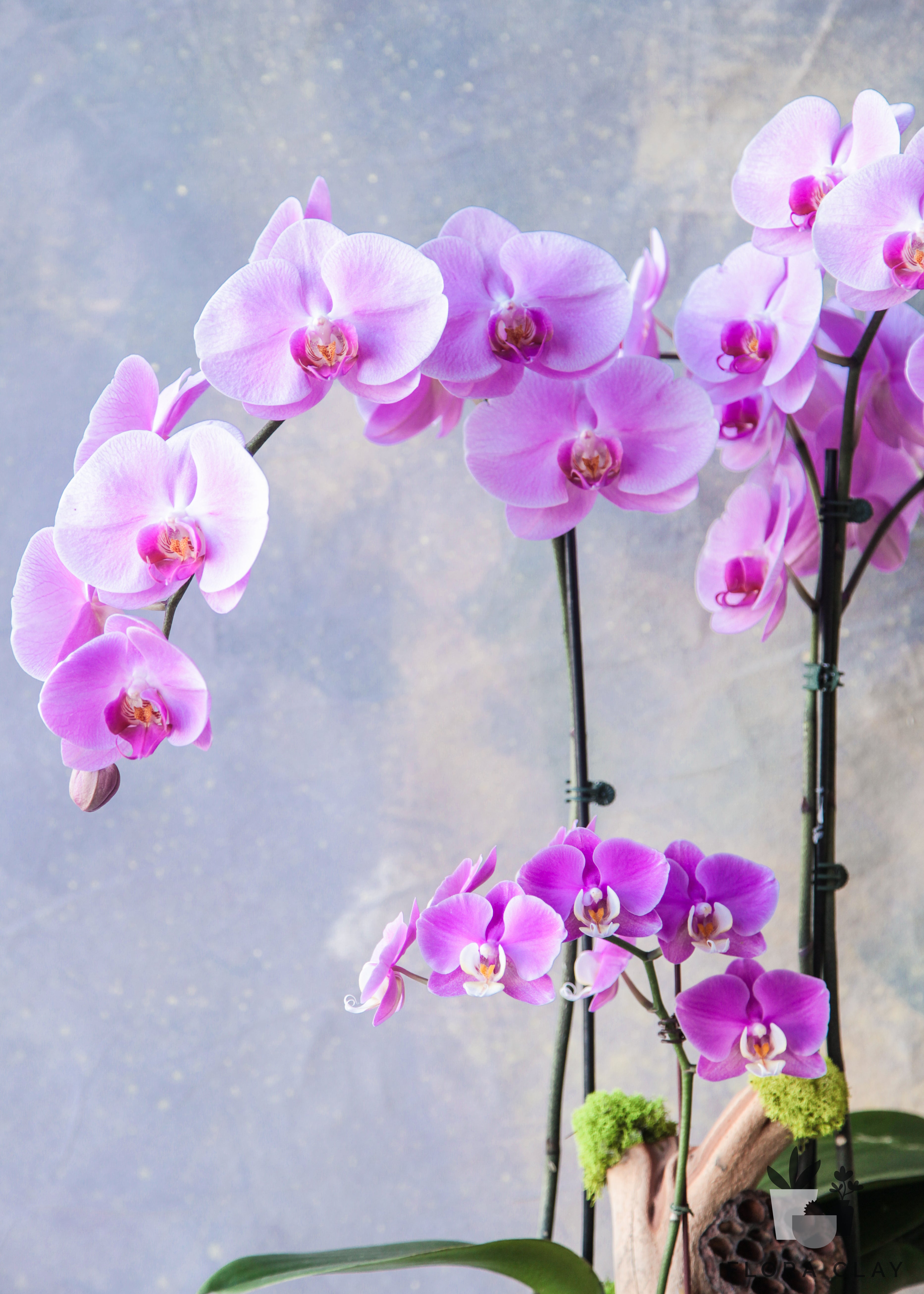 Virgo-Orchid-Arrangement-Floraclay2.jpg