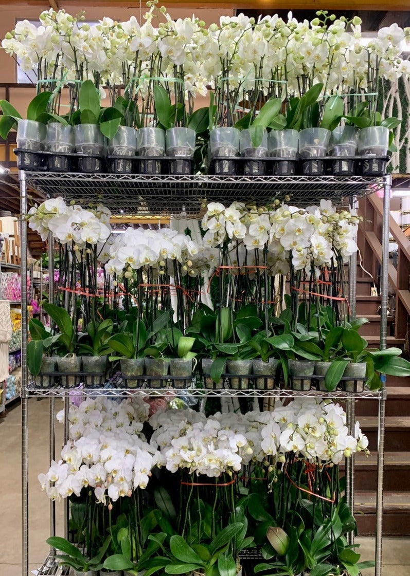 White-Orchid-by-tray-promotion-1.jpg