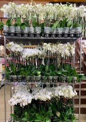 Regular Orchids 10 POTS