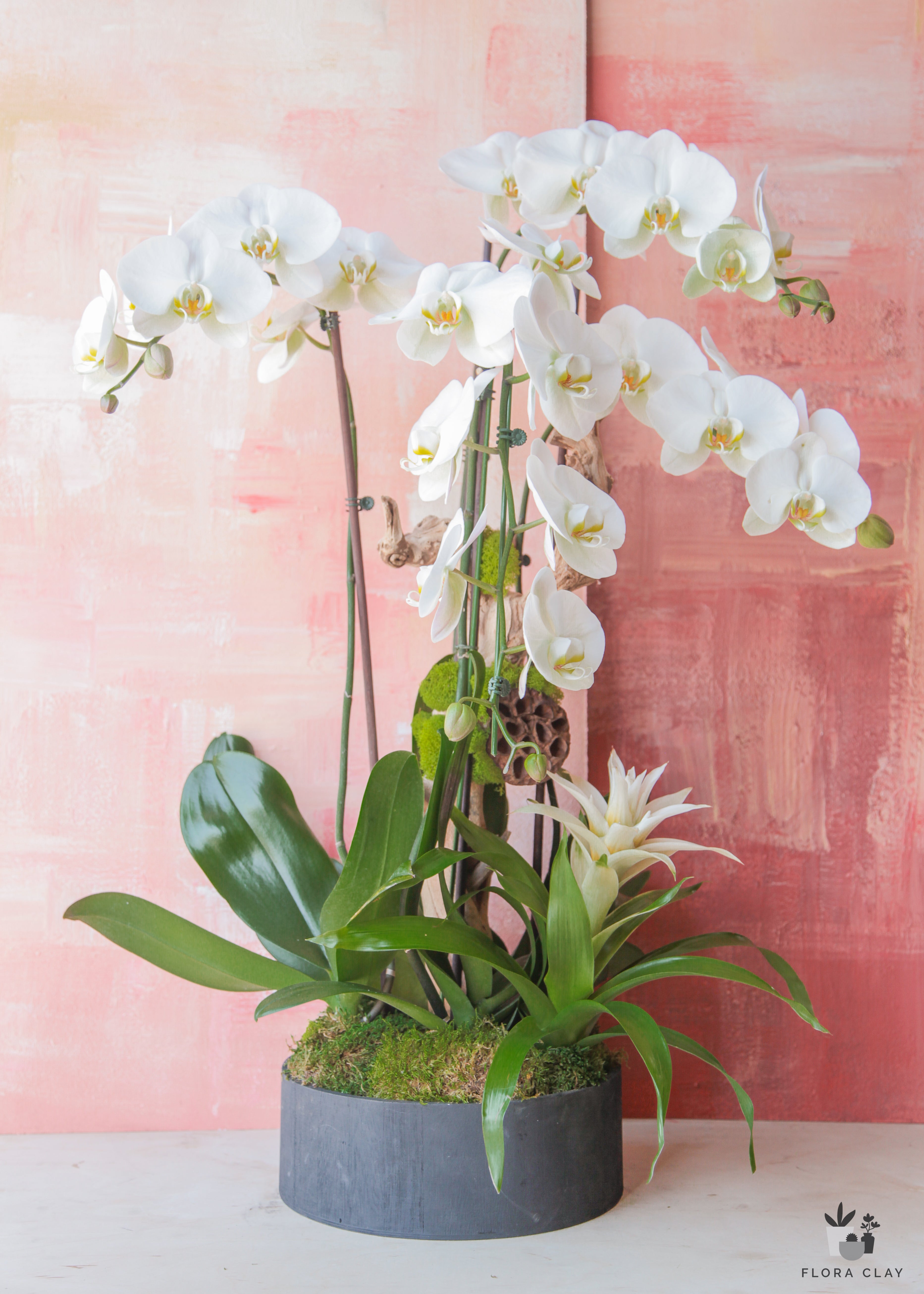 A floral arrangement featuring white orchids in a black pot against a pink background.