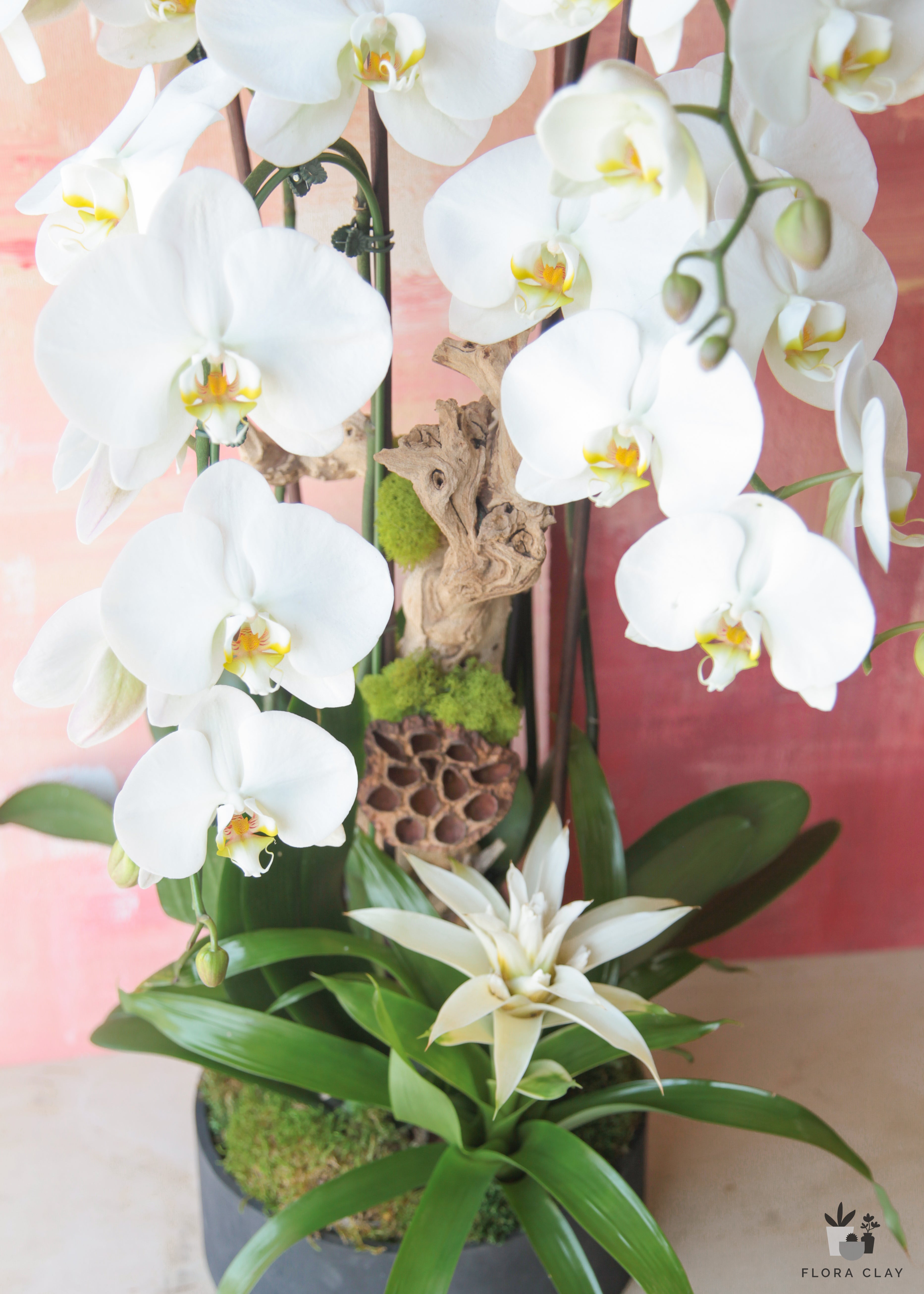 Young & Free White Orchid Arrangement