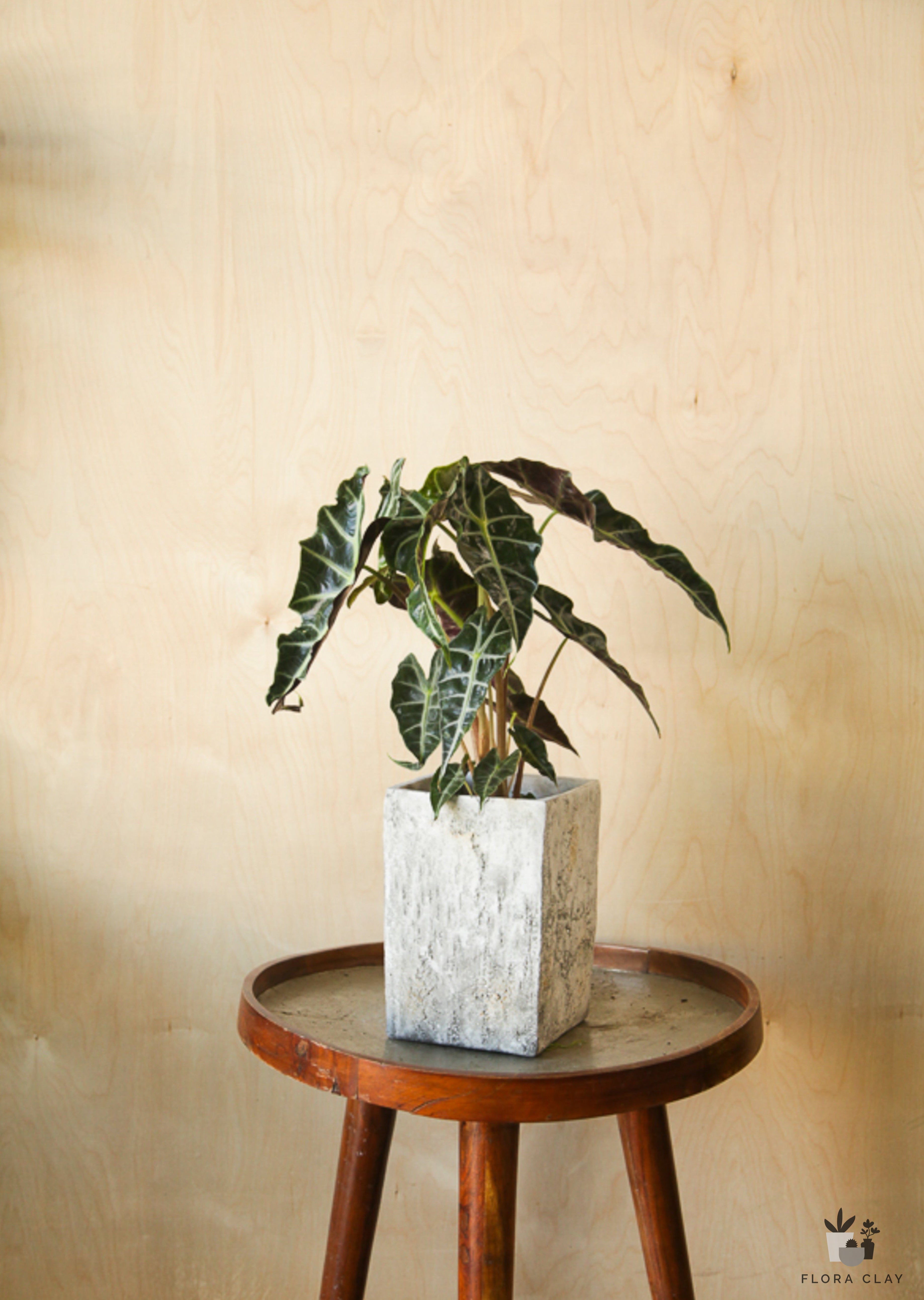 alocasia-polly-plant-arrangement-floraclay-1.jpg
