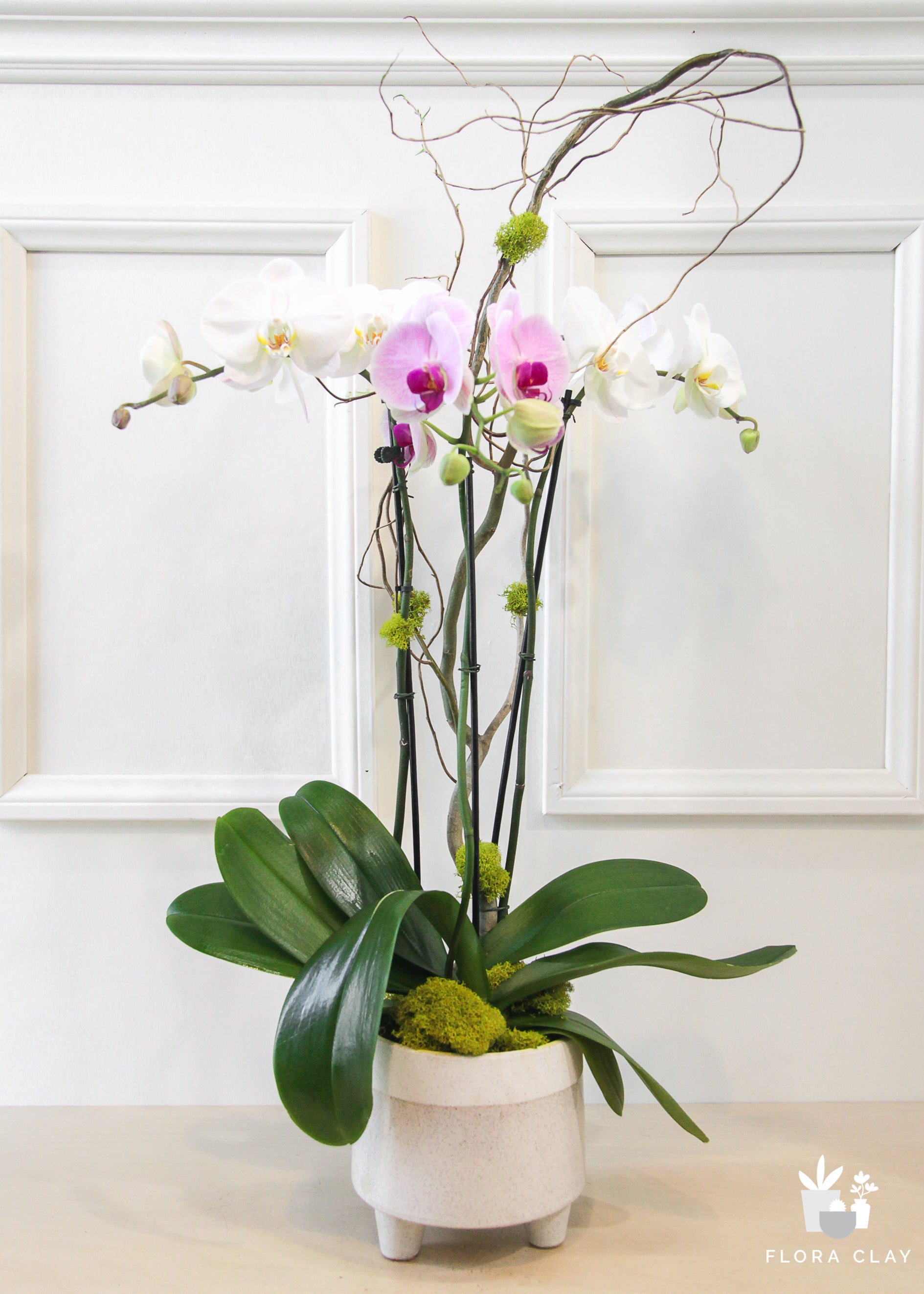 ambience-orchid-arrangement-renewed-floraclay-1.jpg
