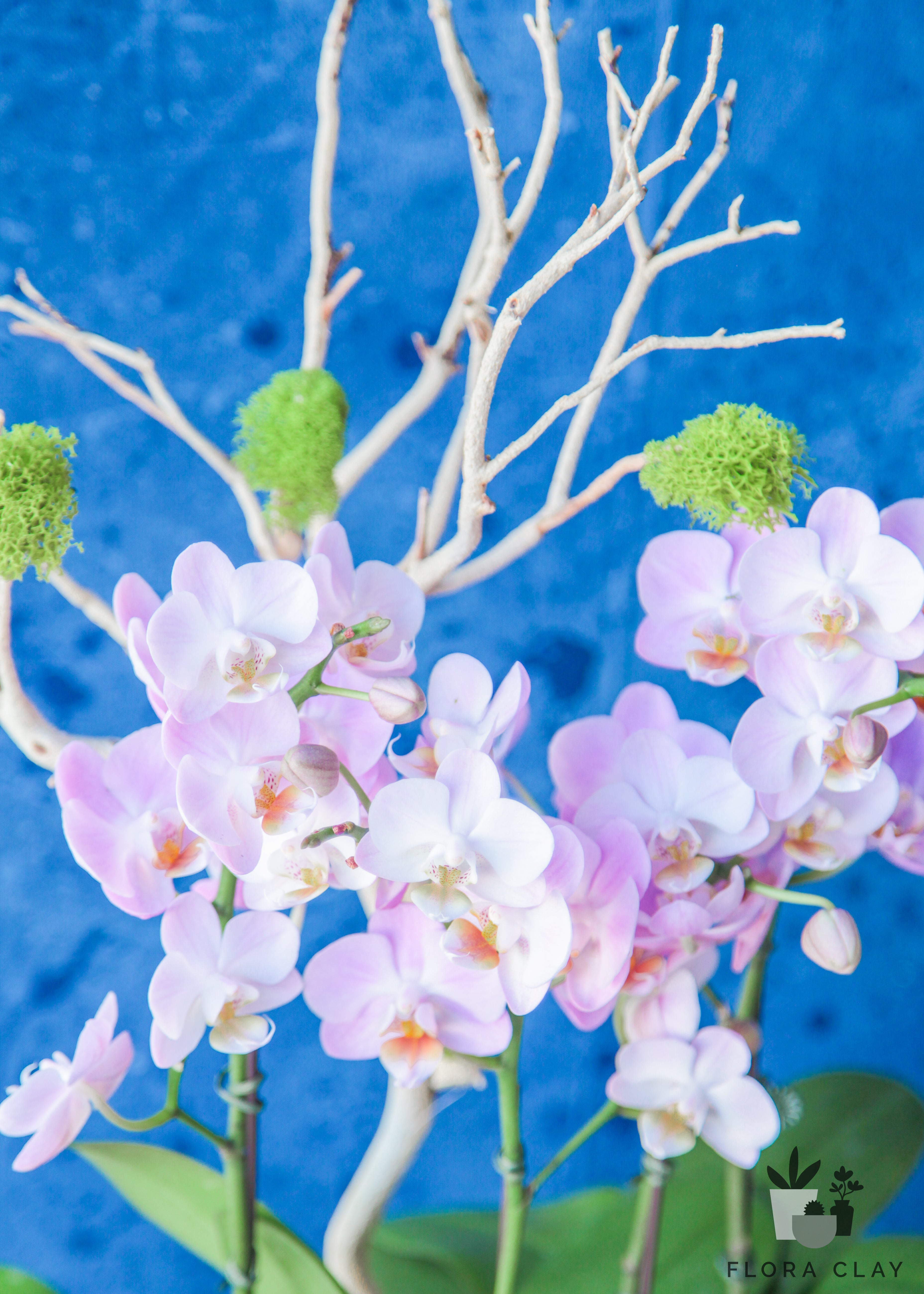 annie-orchid-arrangement-floraclay-3.jpg