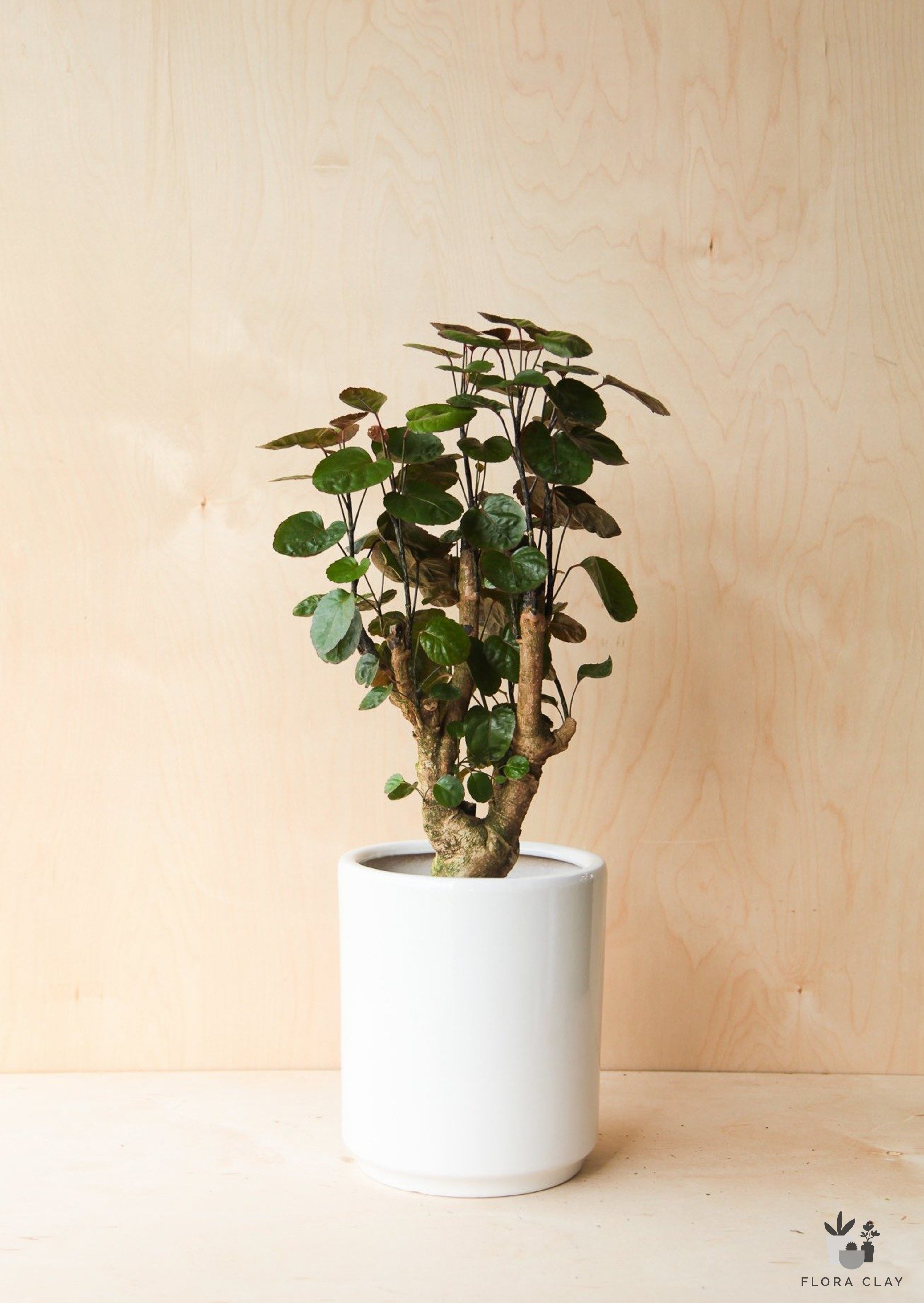 Aralia Fabian