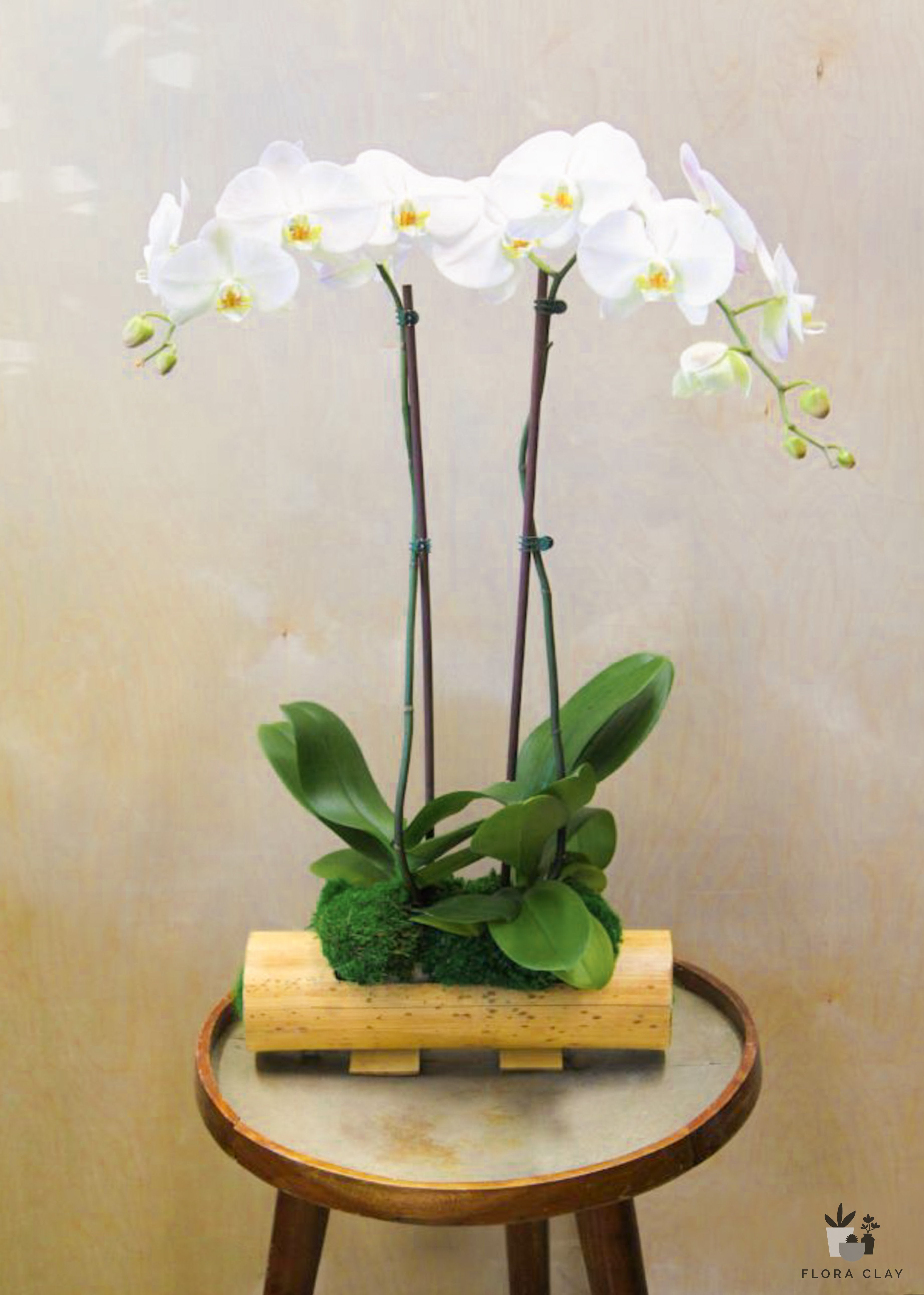 ballerina-orchid-arrangement-floraclay-1.jpg
