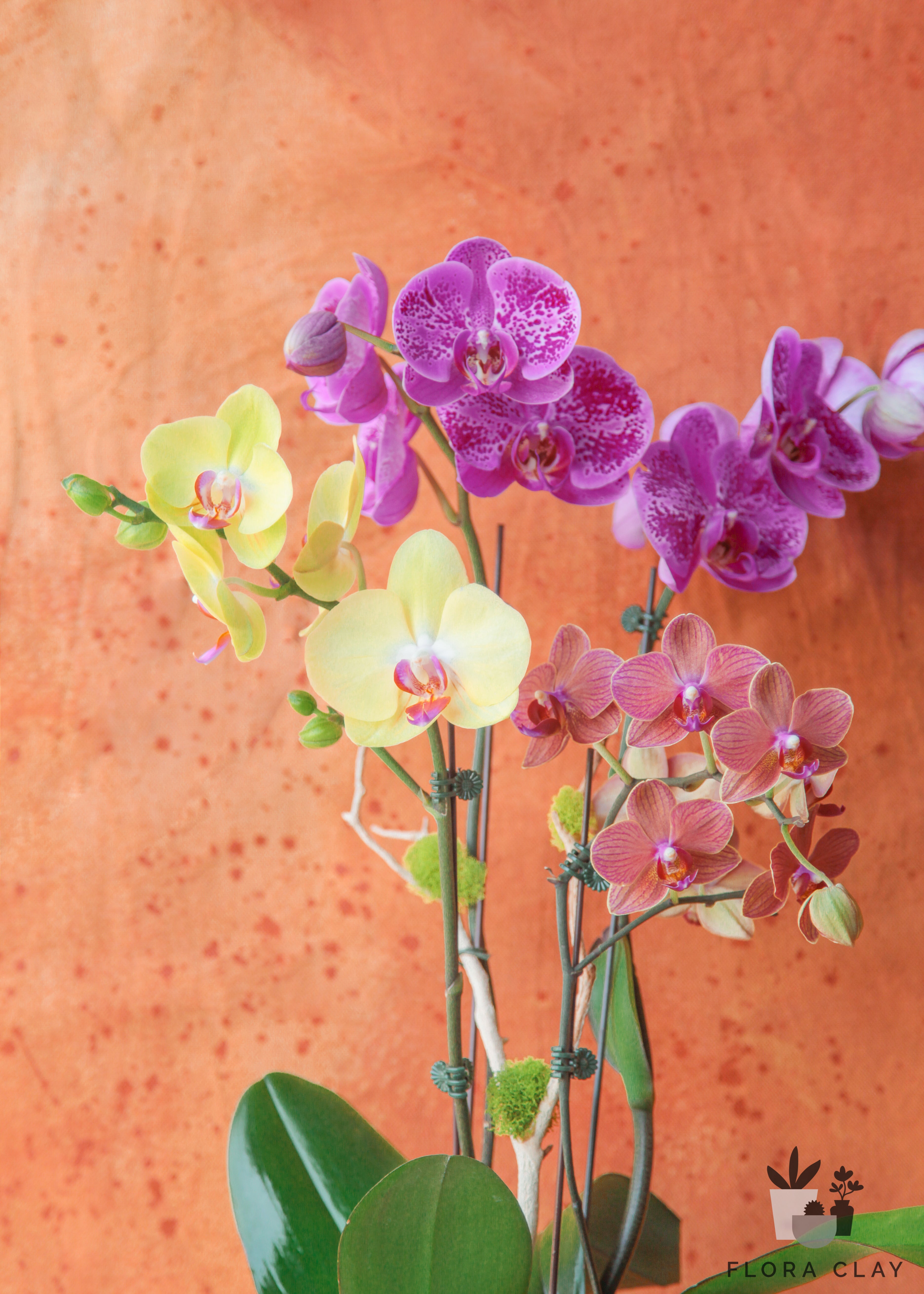 beautiful-mind-orchid-arrangement-floraclay-2.jpg