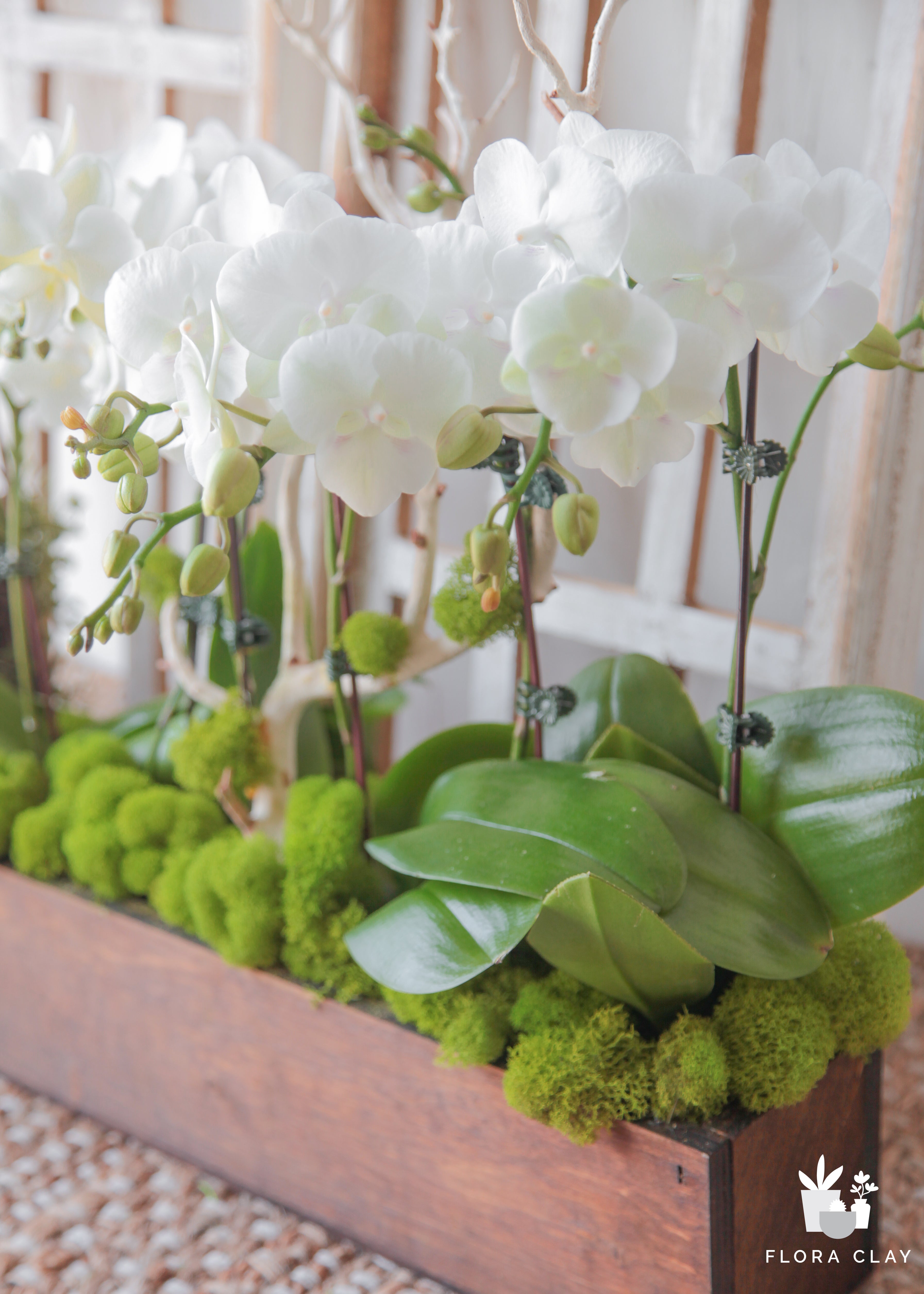 best-place-orchid-arrangement-floraclay-3.jpg