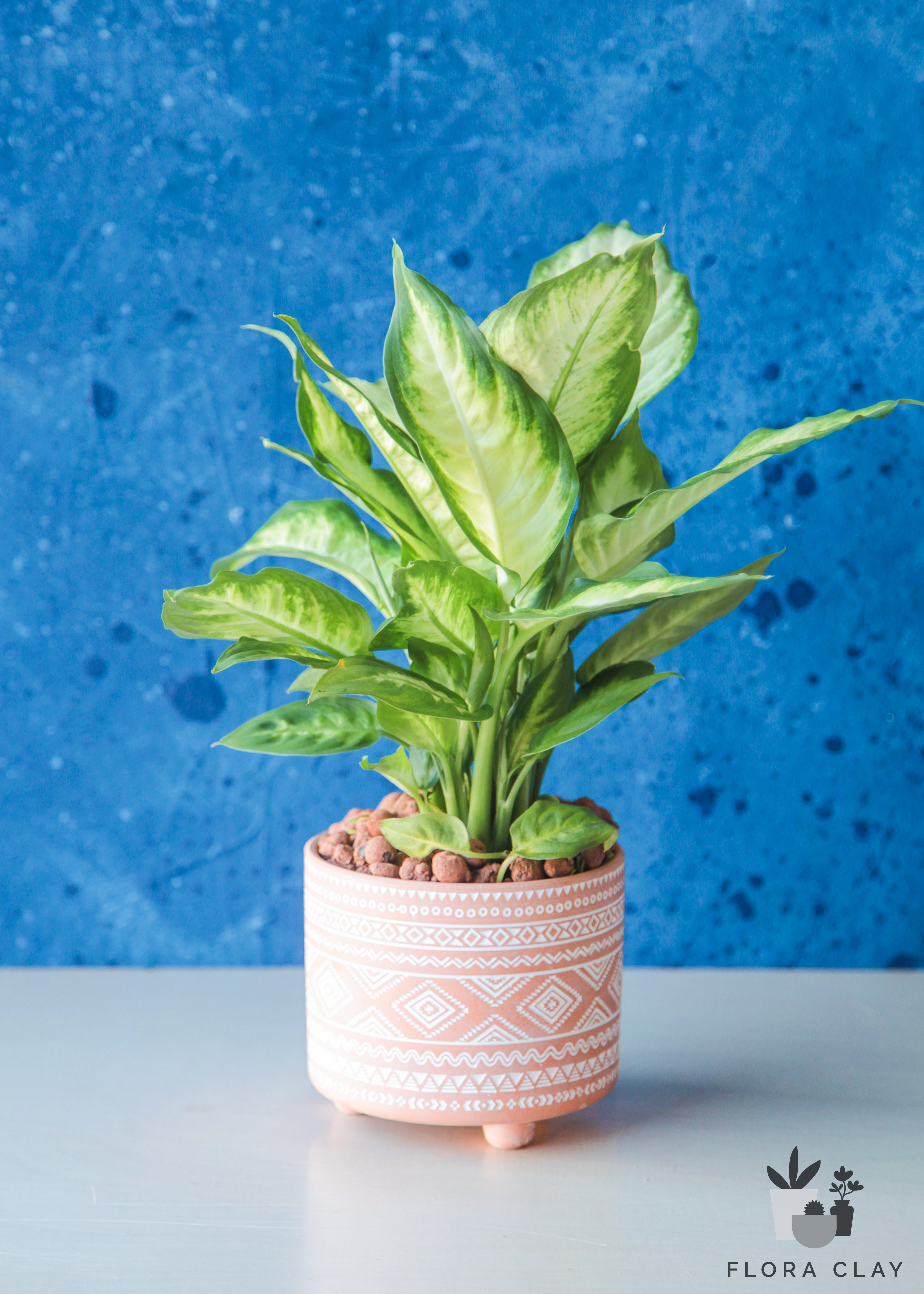 small dieffenbachia Bohemian Cane
