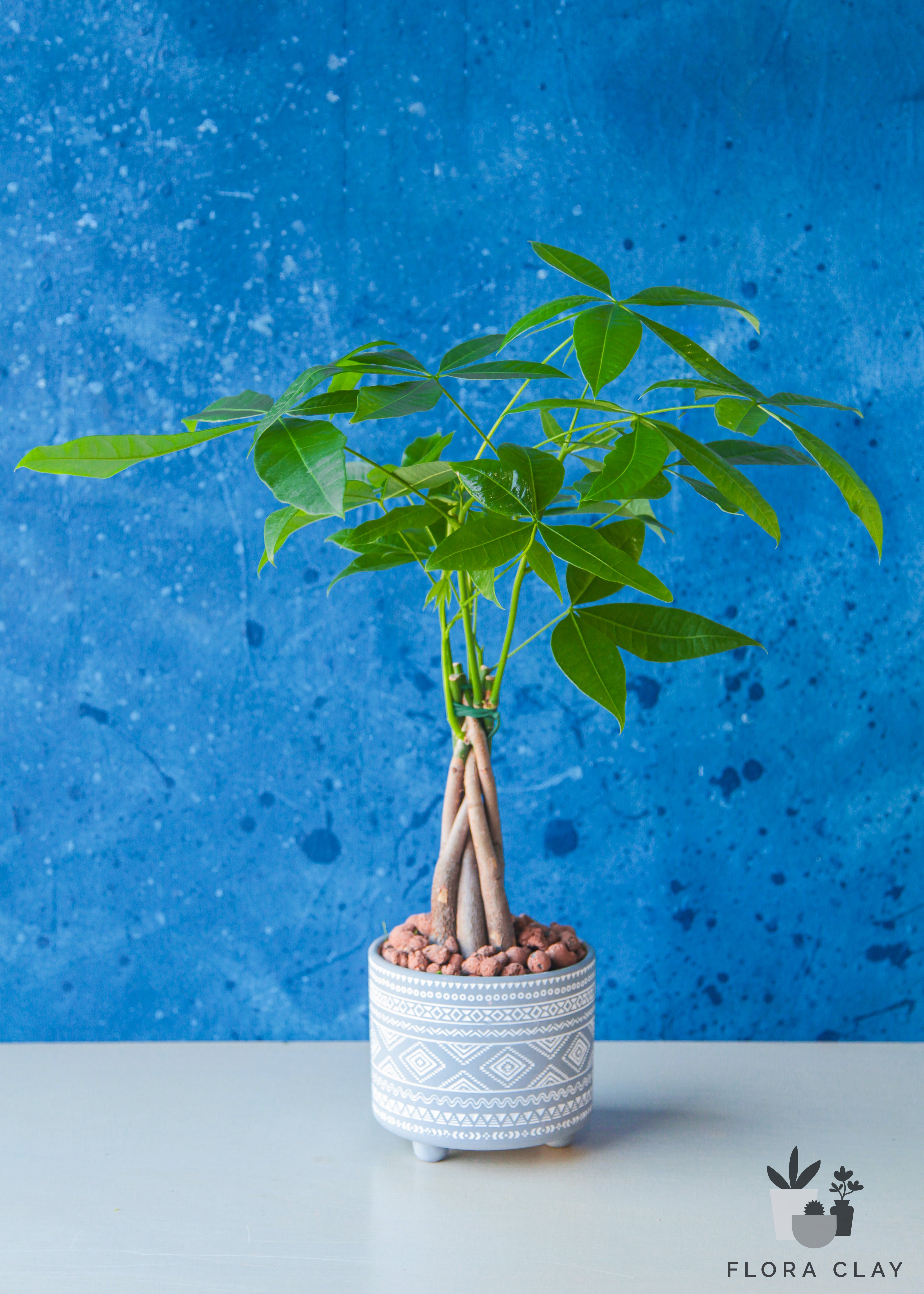BOHEMIAN MONEY TREE