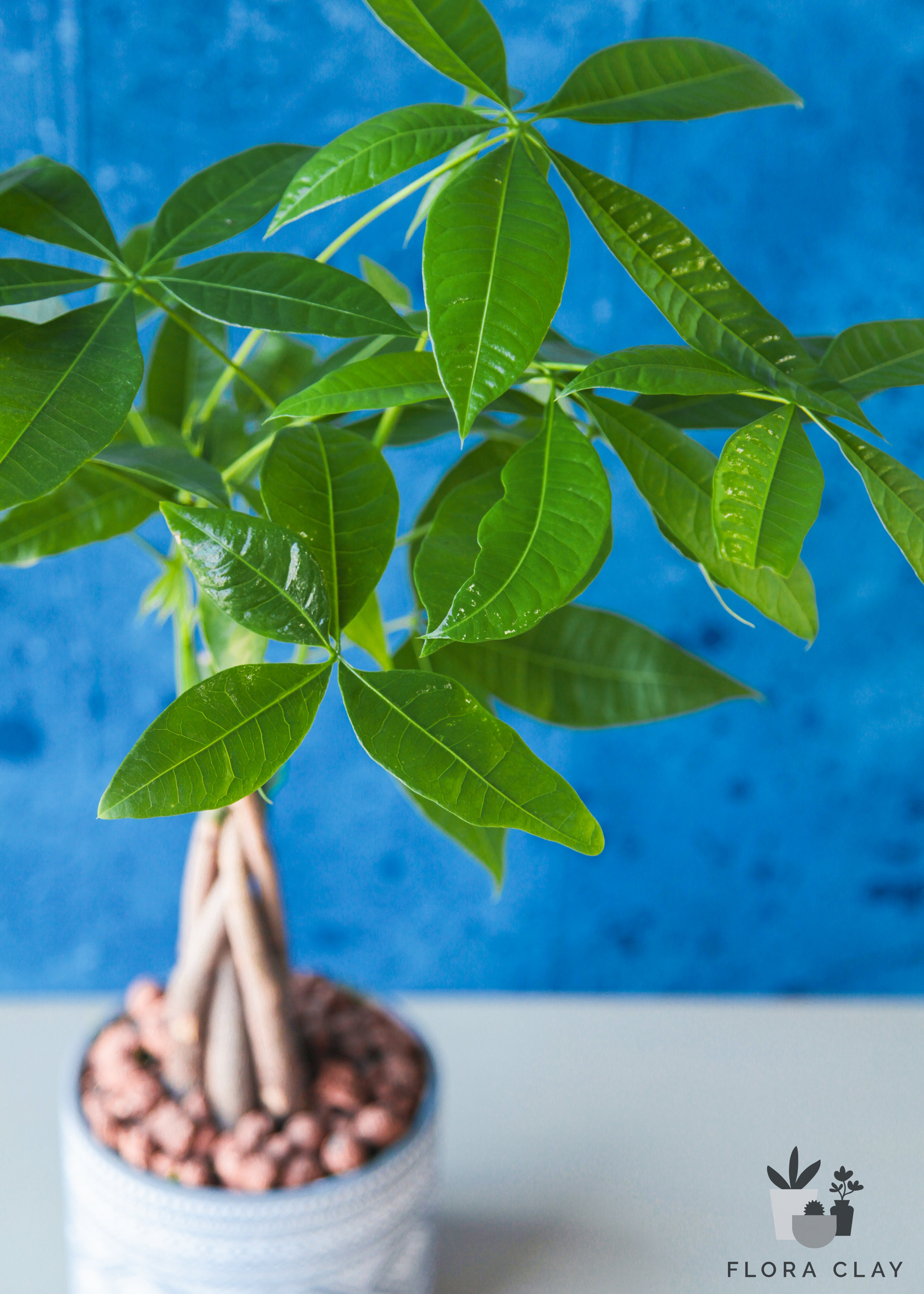 money tree terracotta Bohemian Money Tree