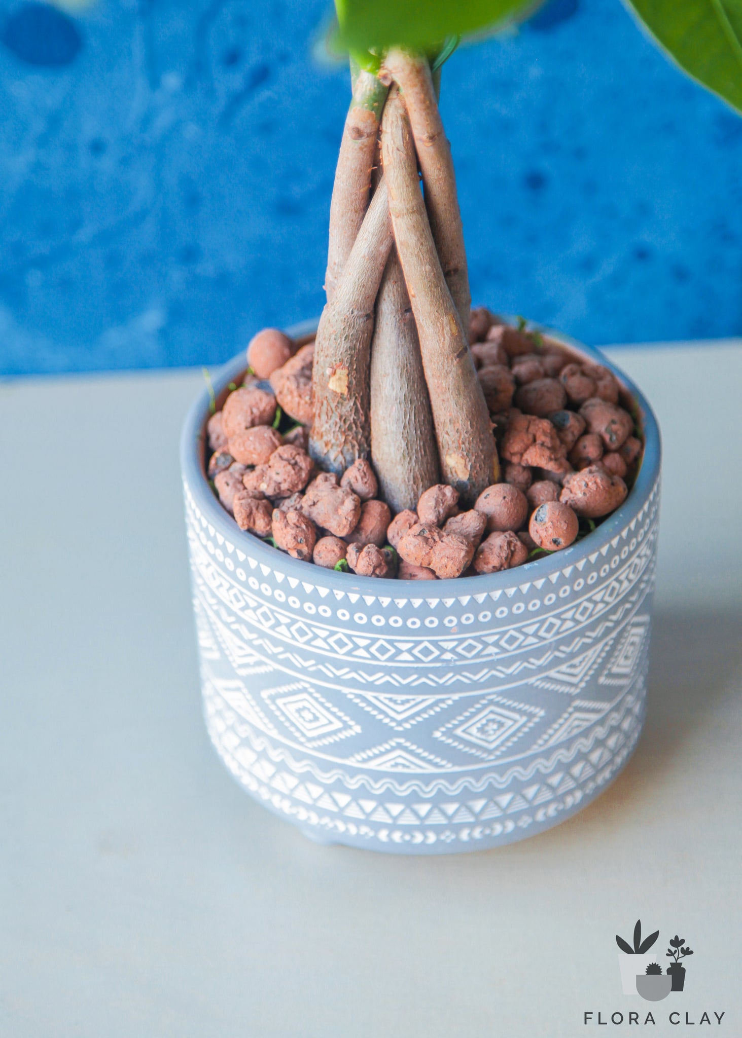 money bush plant Bohemian Money Tree