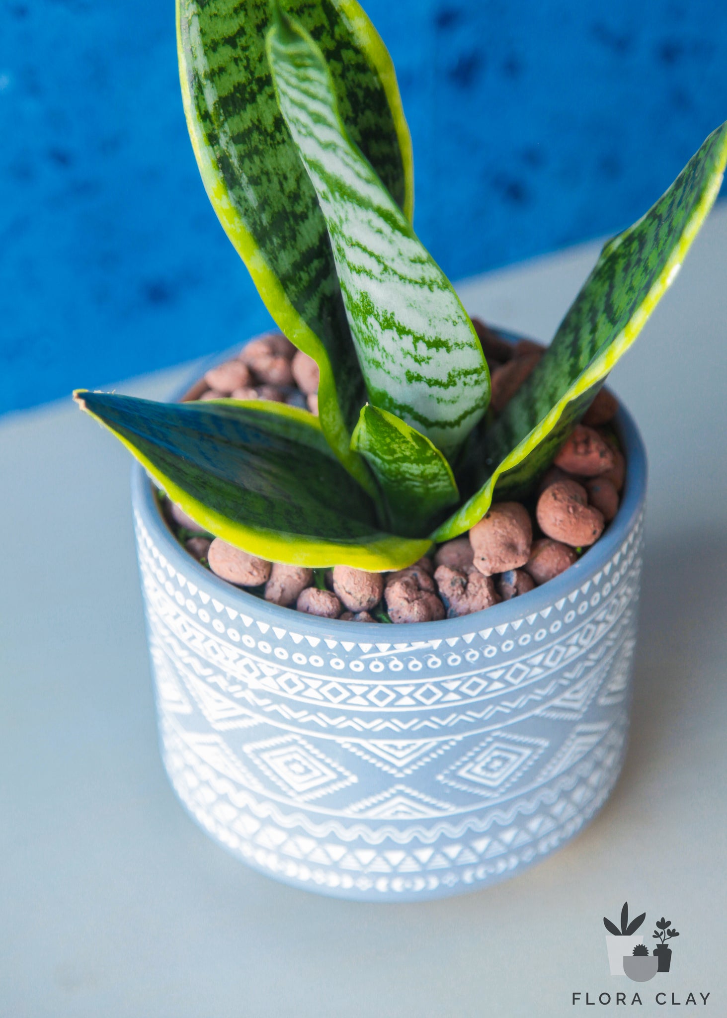 snake plant arrangements Bohemian Snake