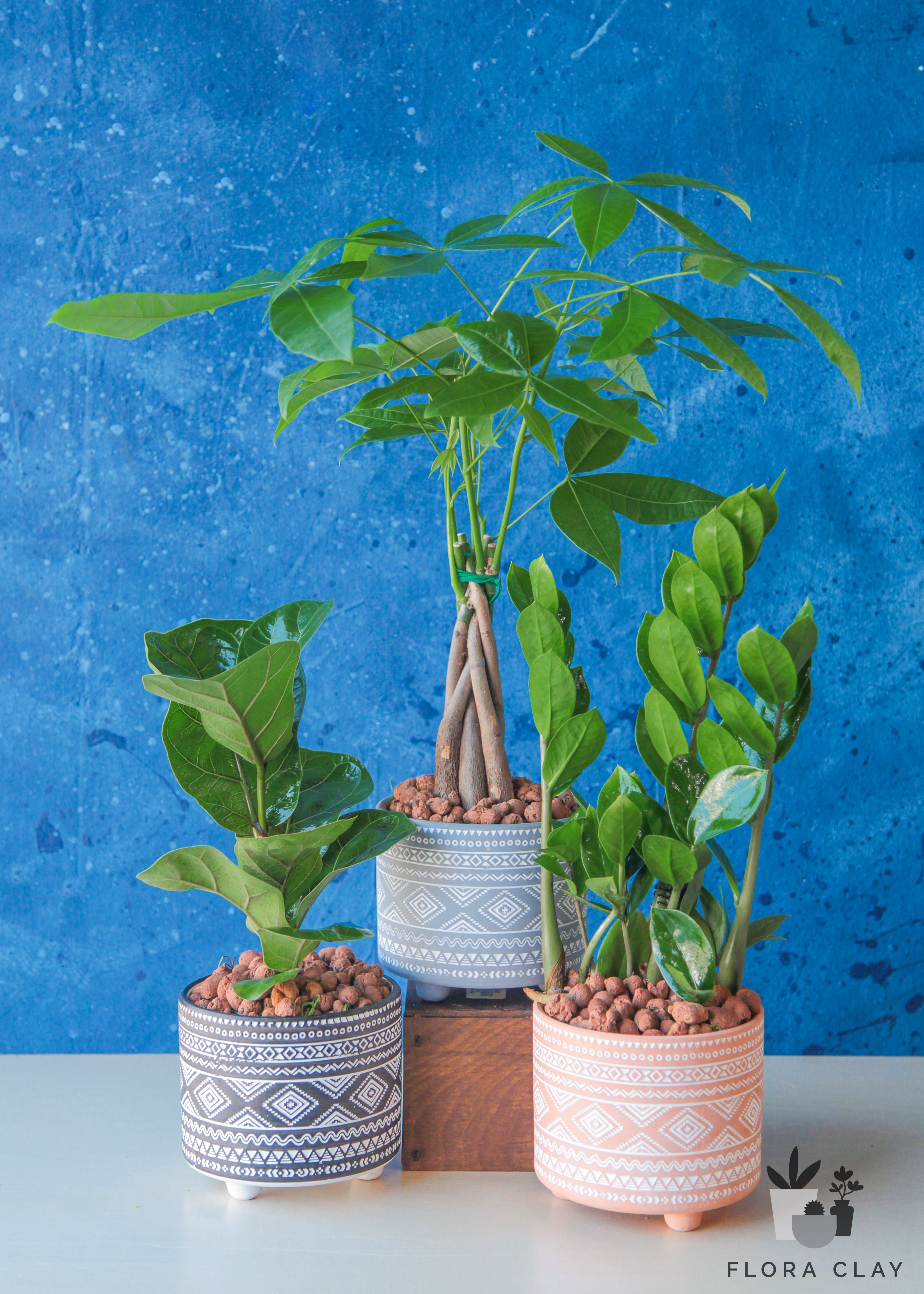 money tree portland oregon Bohemian Money Tree