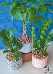 BOHEMIAN Ficus Lyrata