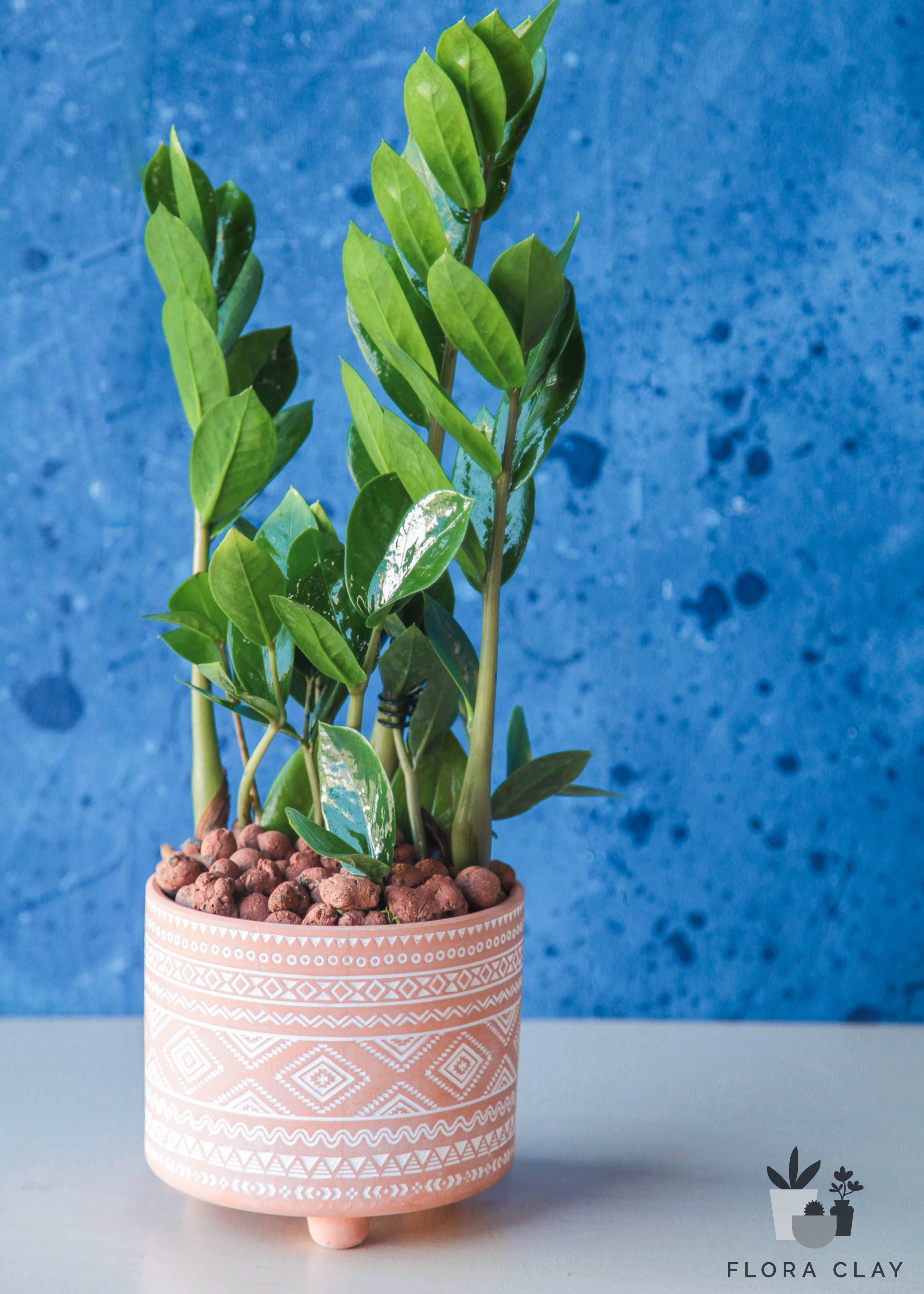 zz plant arrangement BOHEMIAN Zamioculcas Zamiifolia