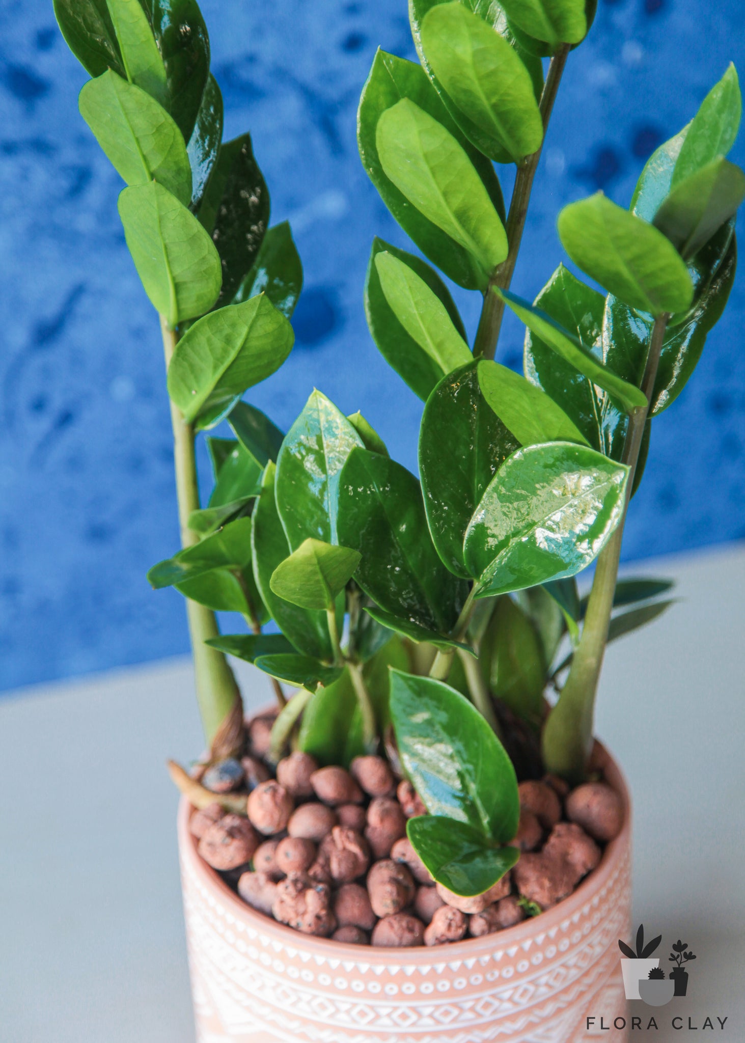 6 inch zz plant Bohemian ZZ Plant