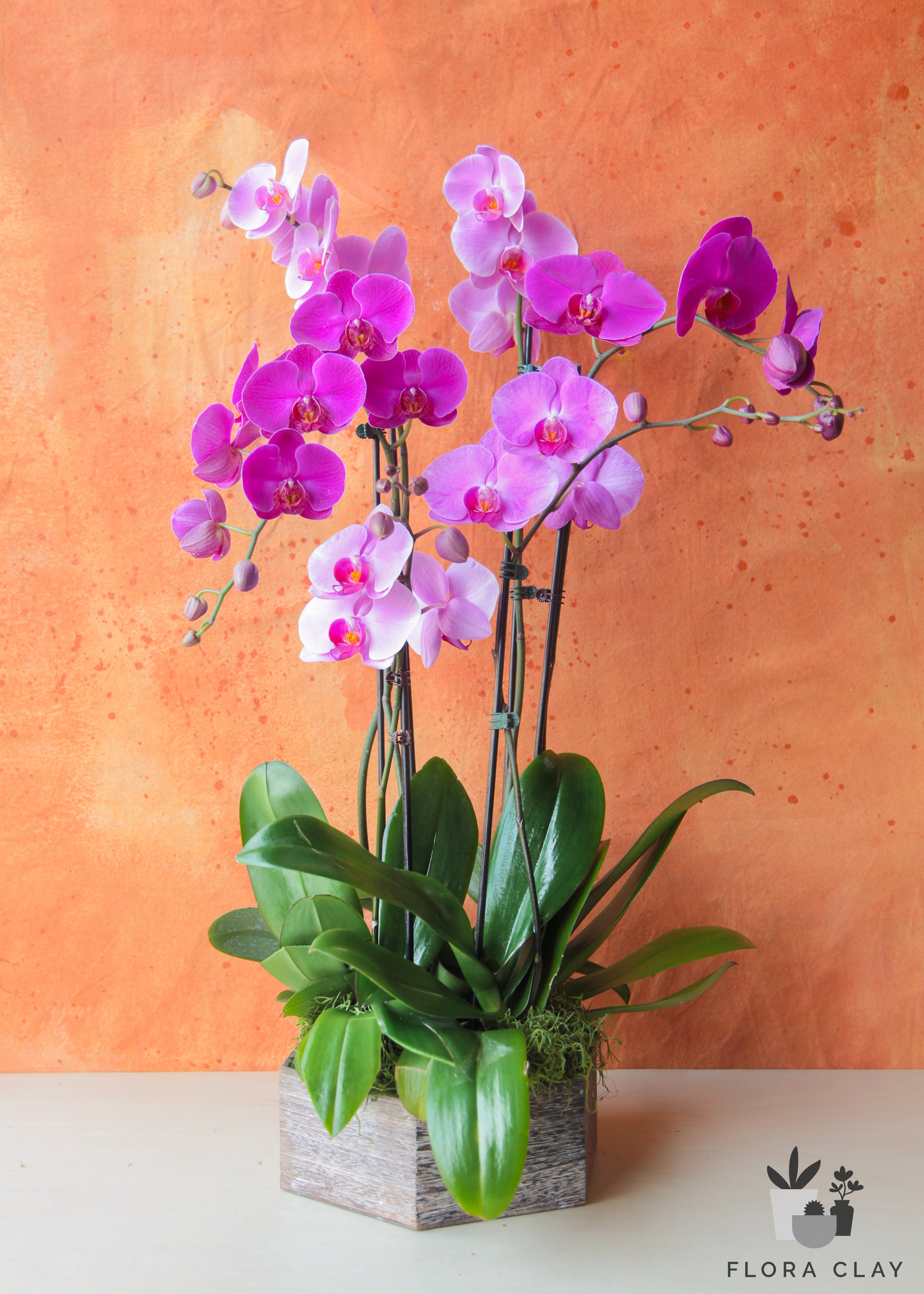 bon-bon-orchid-arrangement-floraclay-1.jpg
