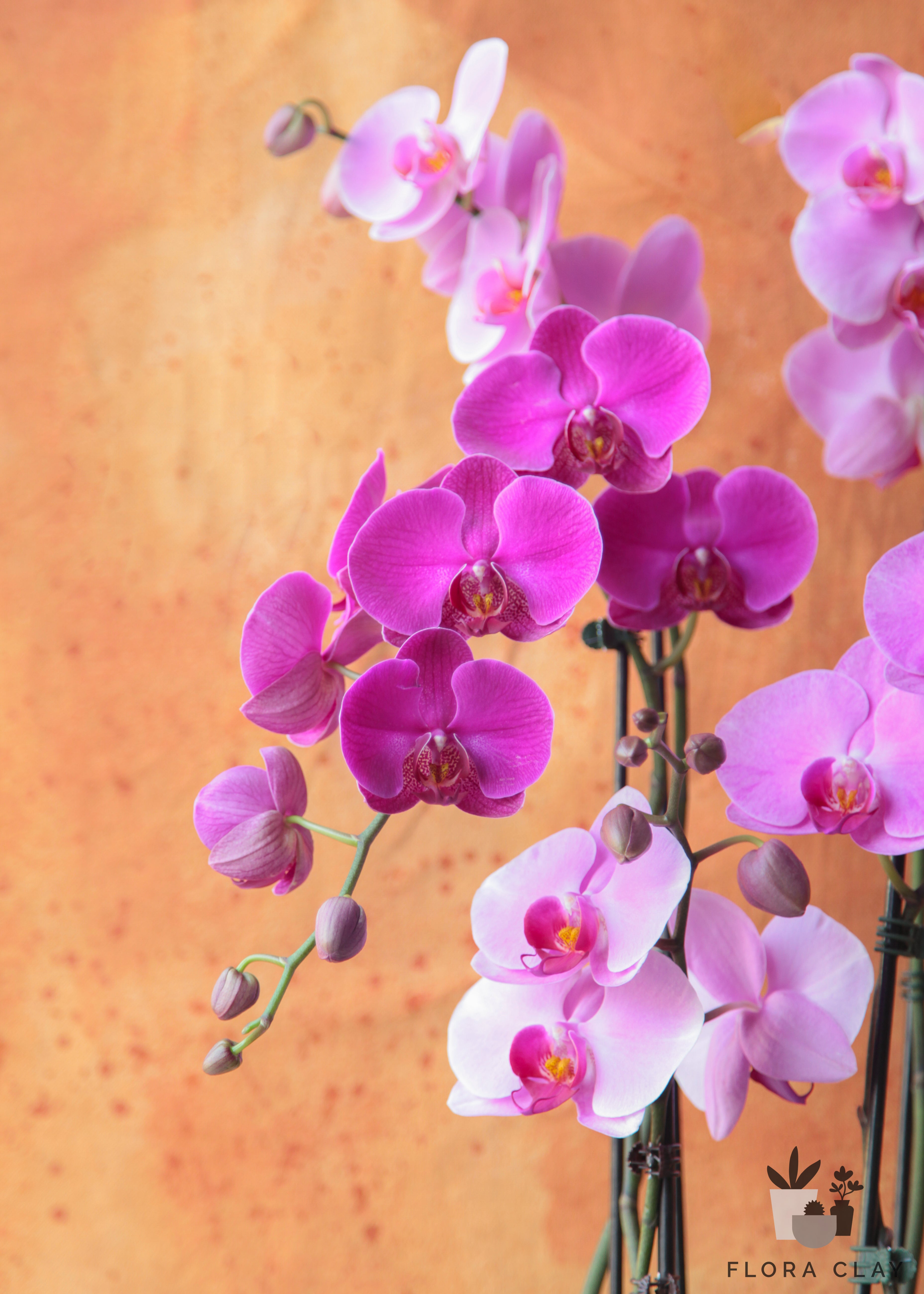bon-bon-orchid-arrangement-floraclay-2.jpg