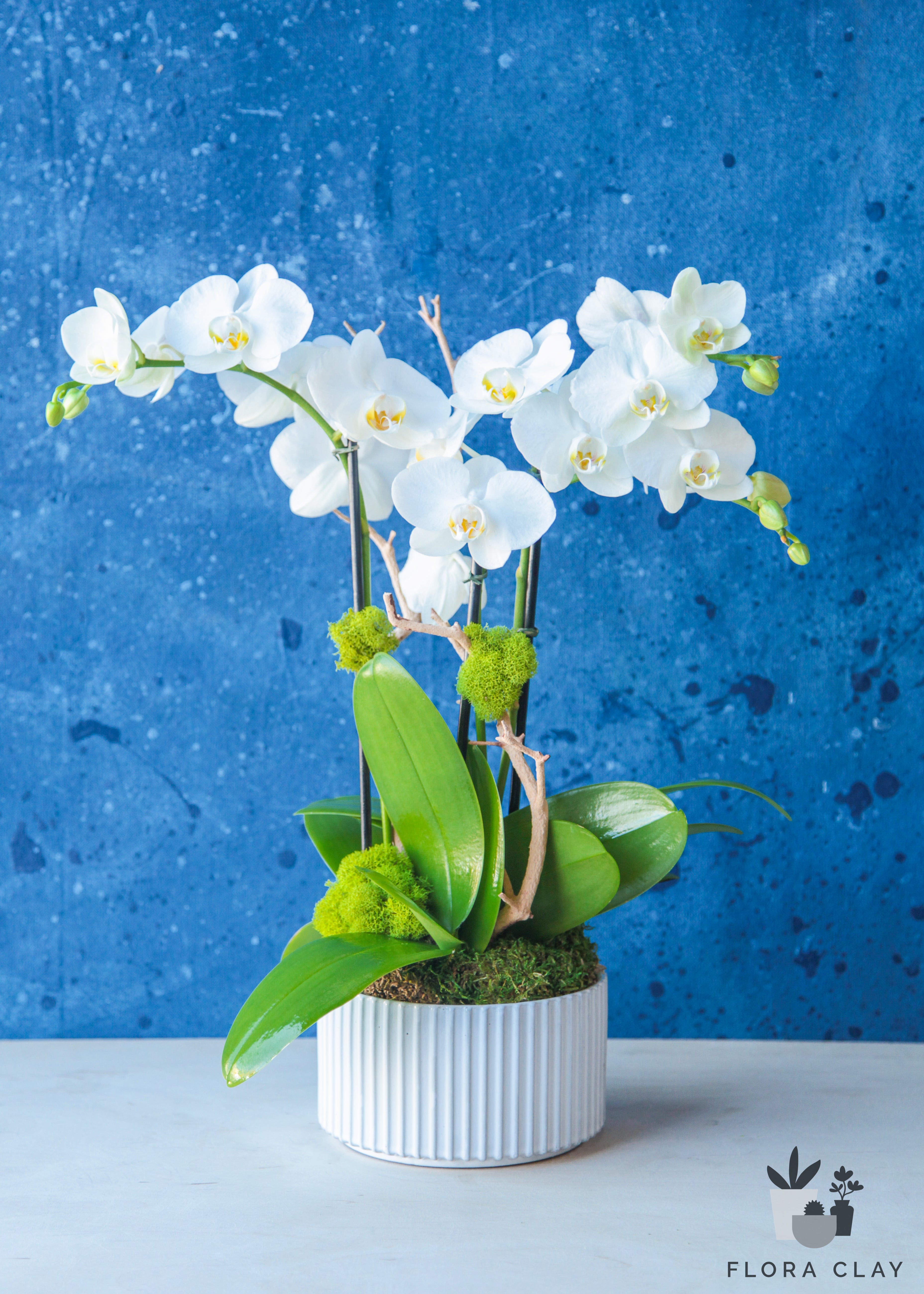 breezy-orchid-arrangement-floraclay-1.jpg