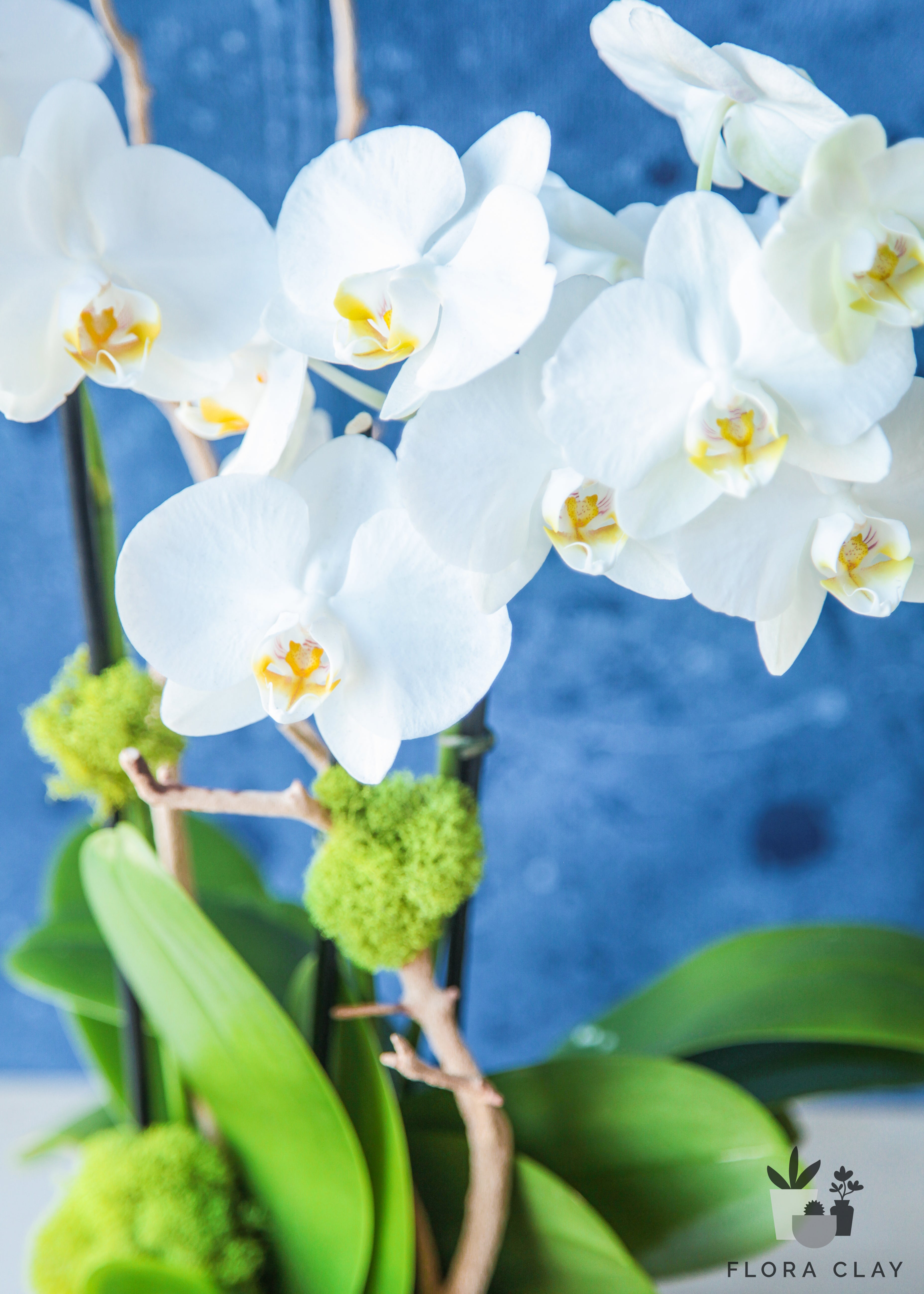 breezy-orchid-arrangement-floraclay-3.jpg