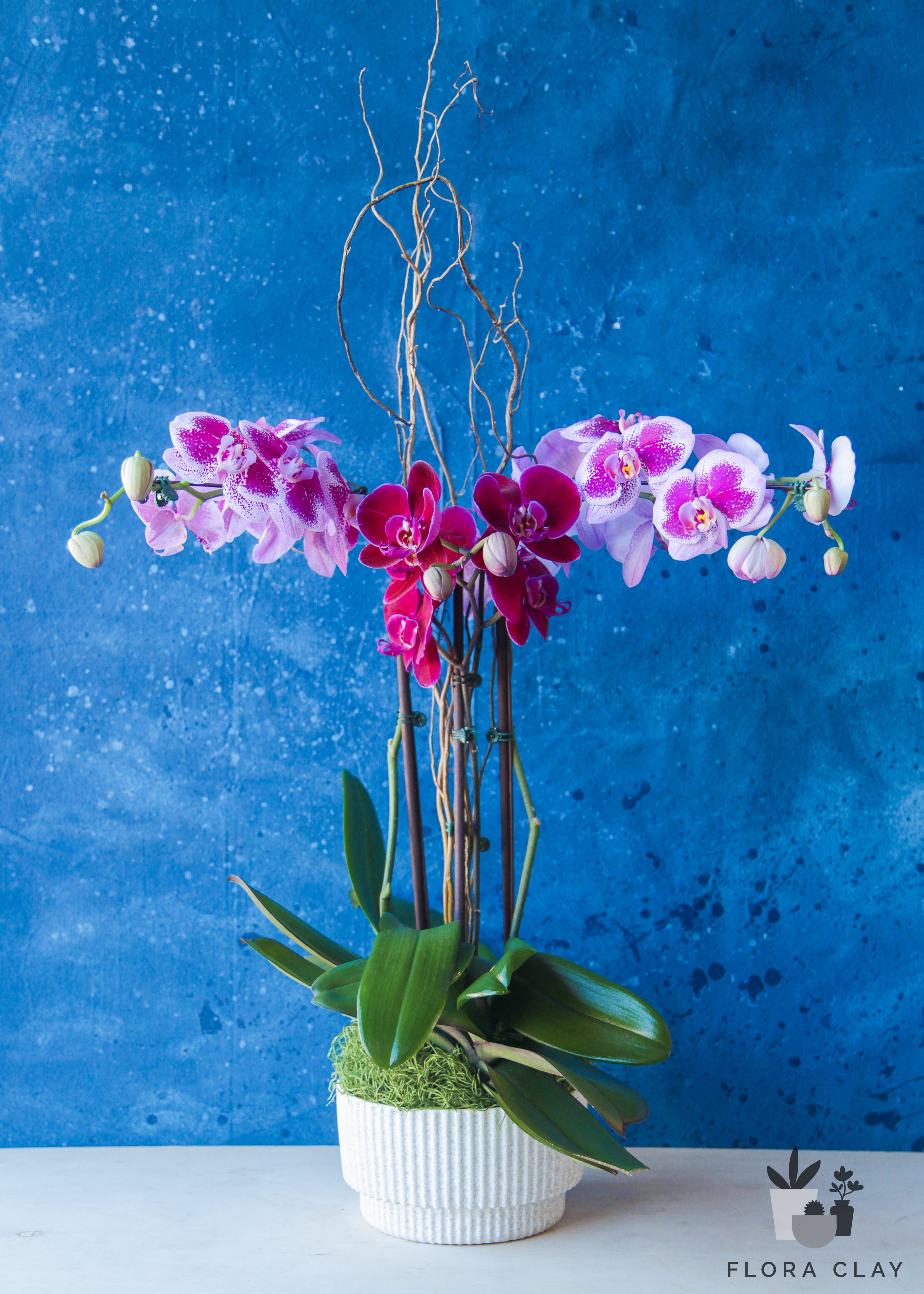 butterfly-orchid-arrangement-floraclay-1.jpg