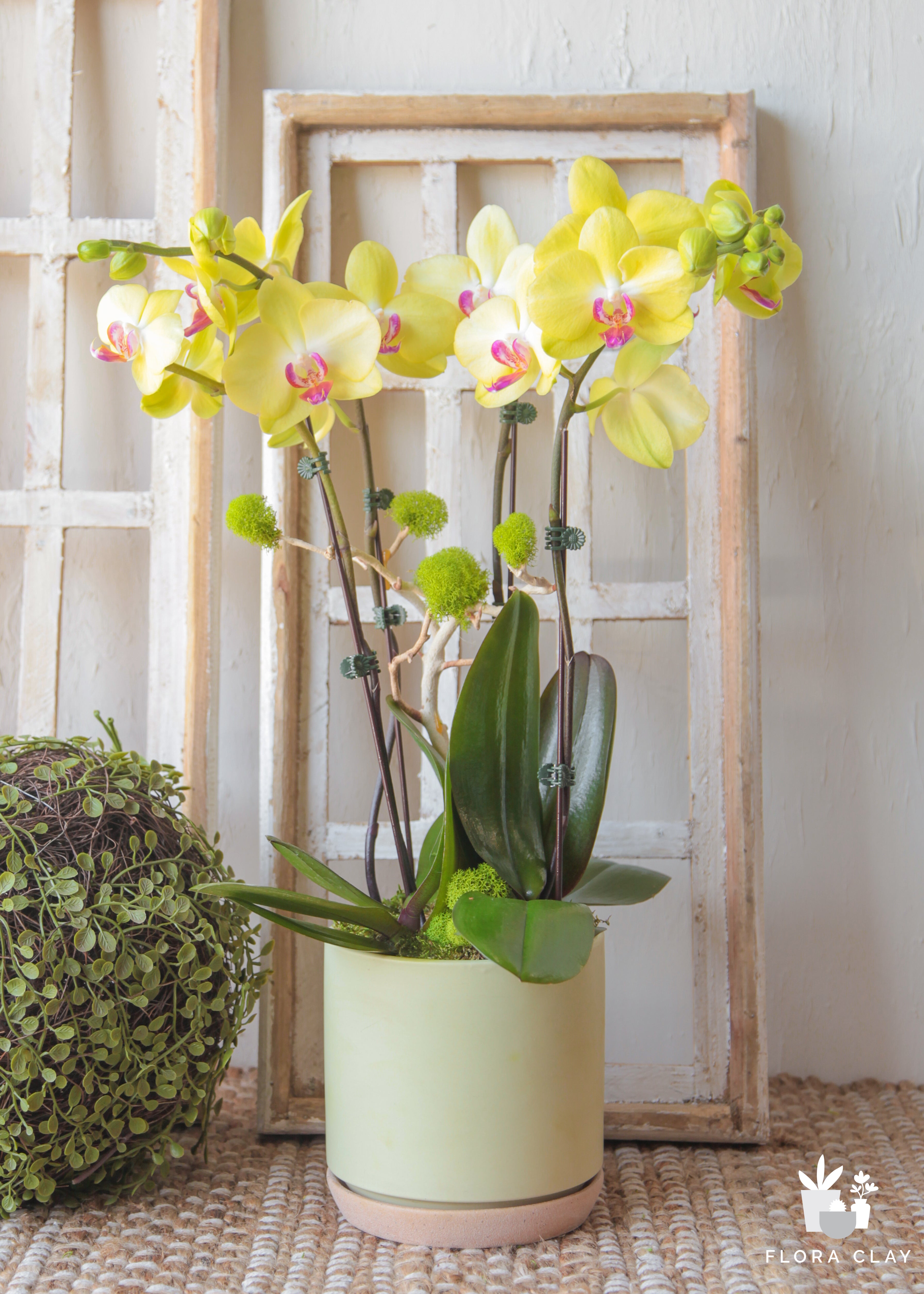 buttermint-orchid-arrangement-floraclay-1.jpg