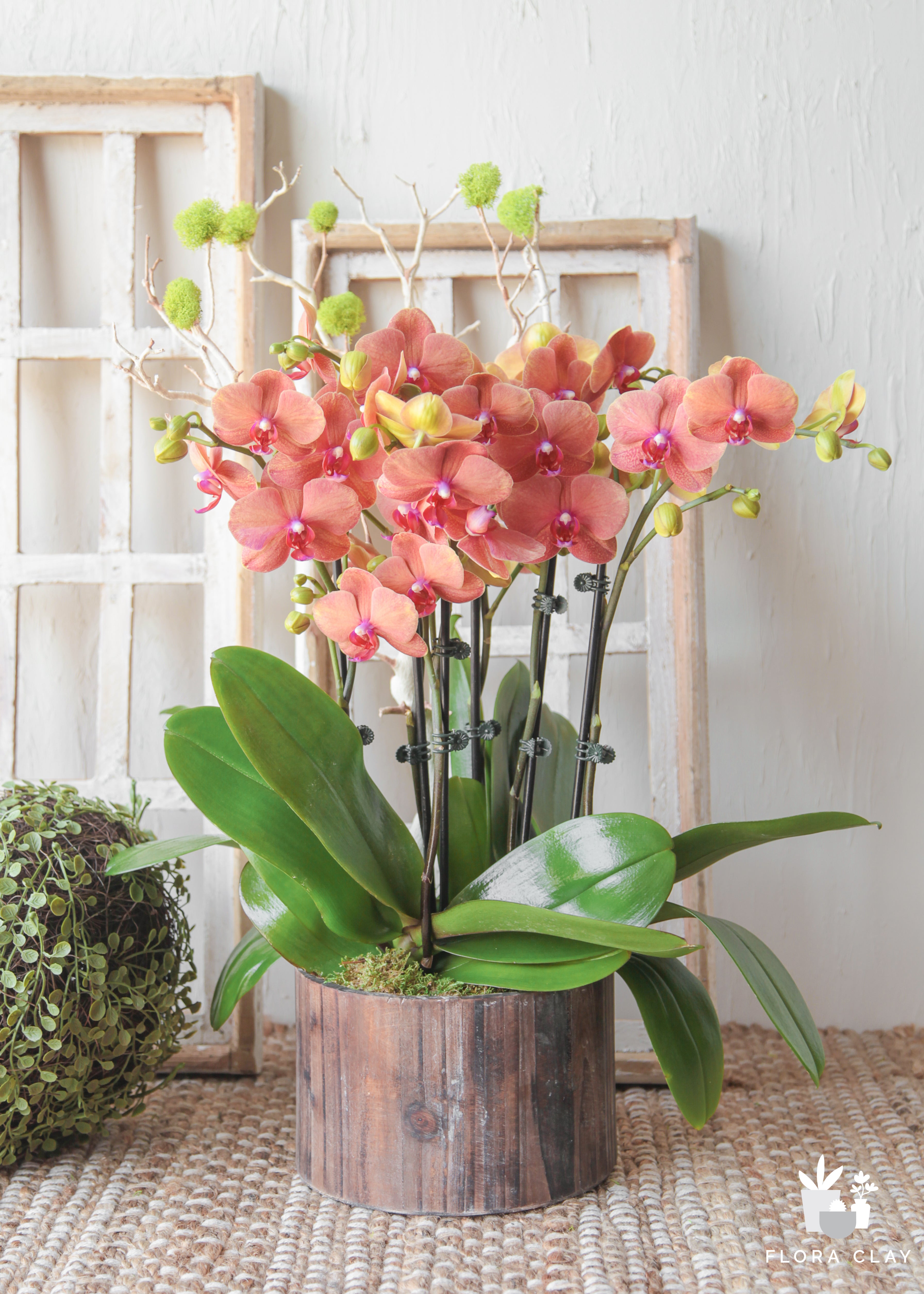 cara-cara-orchid-arrangement-floraclay-2.jpg