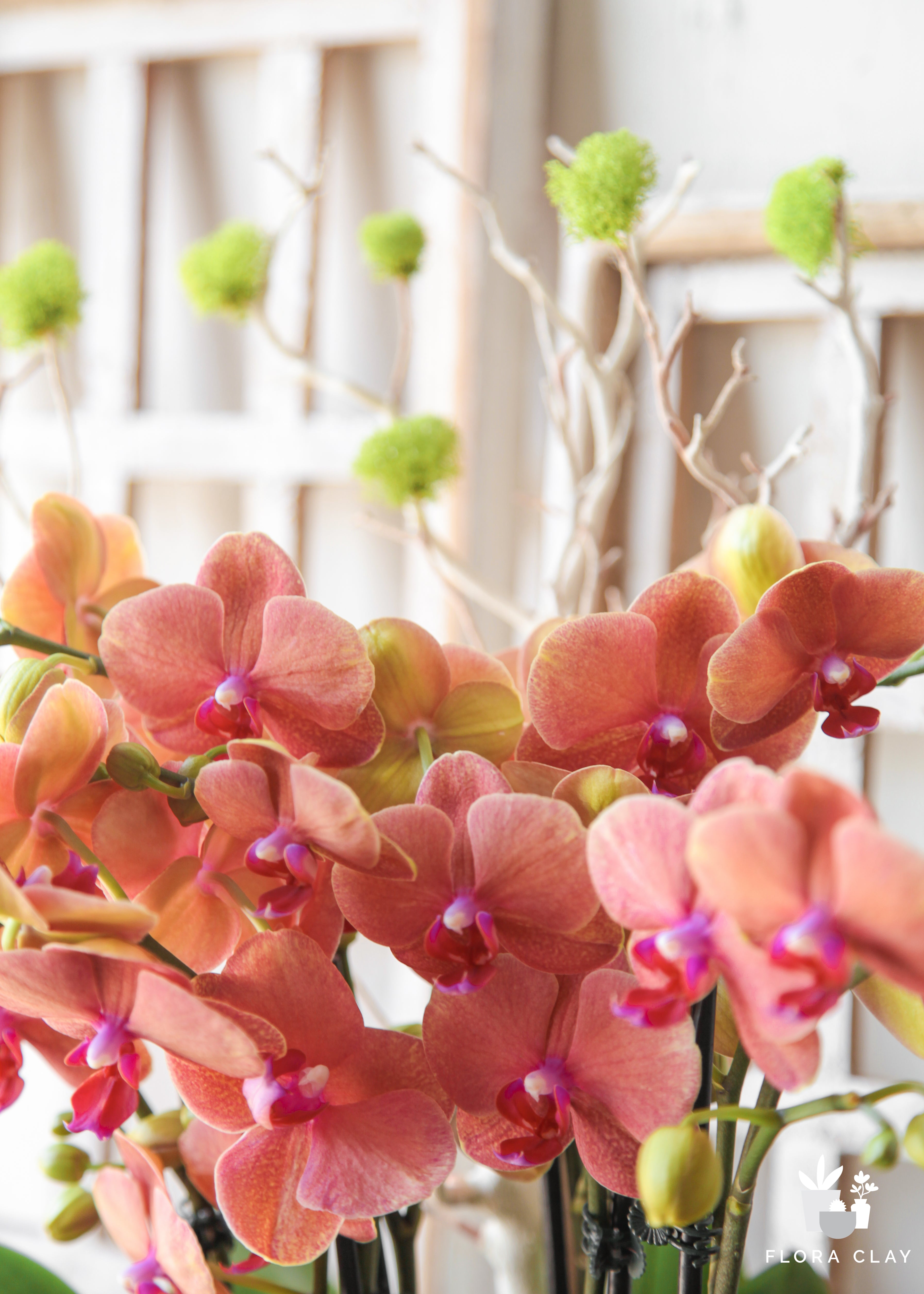 cara-cara-orchid-arrangement-floraclay-5.jpg