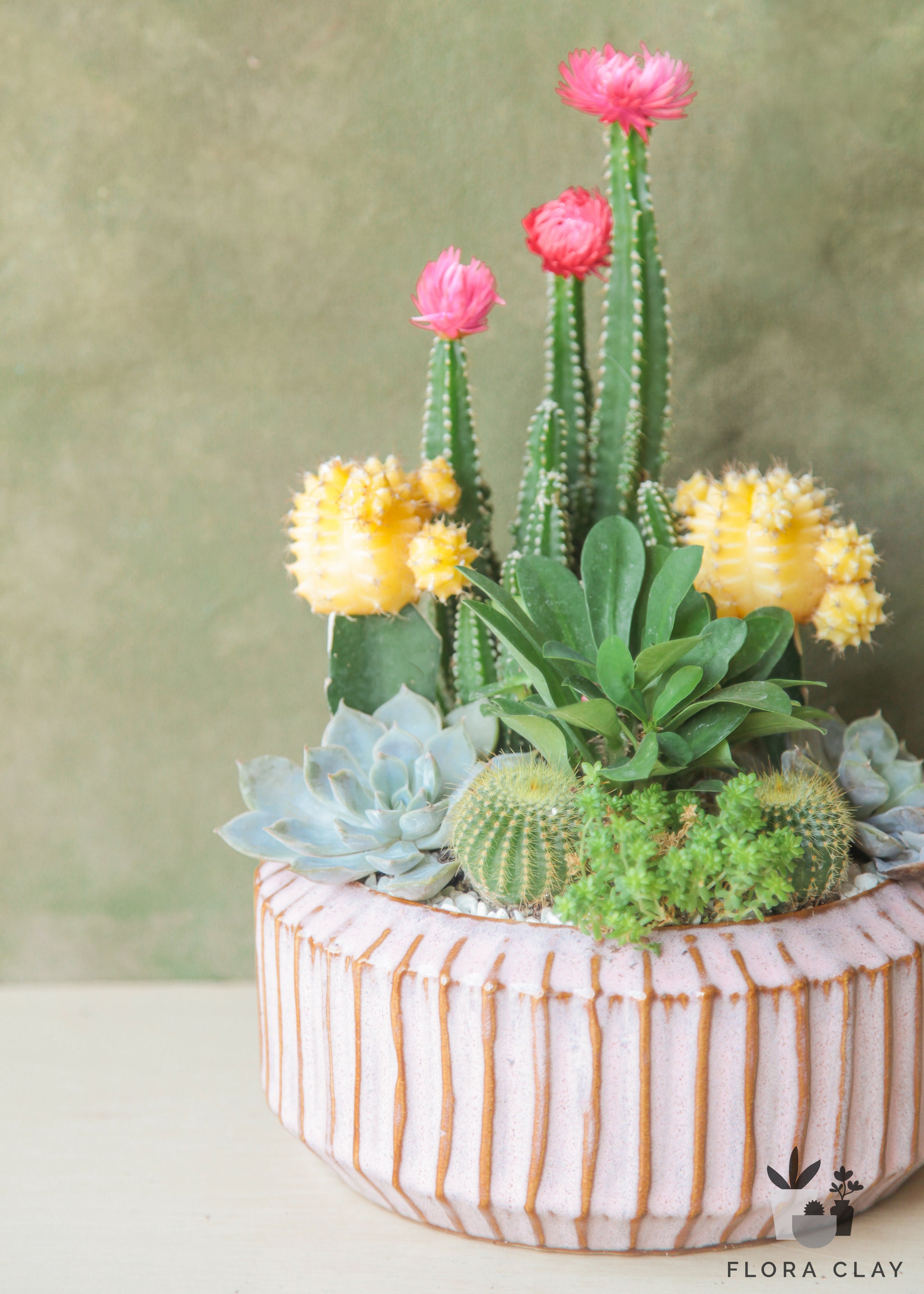 carousel succulent Carousel