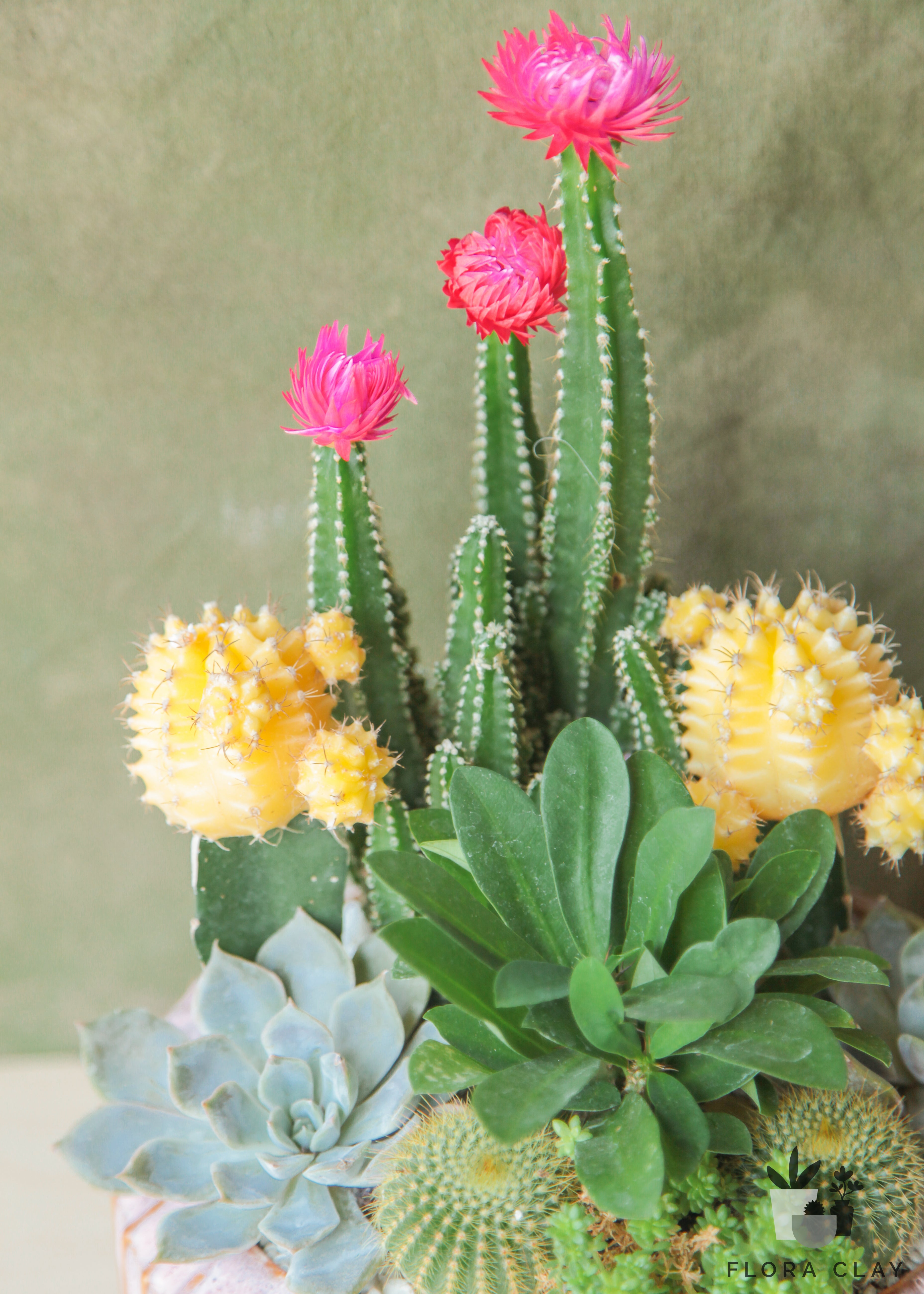 carousel succulent Carousel