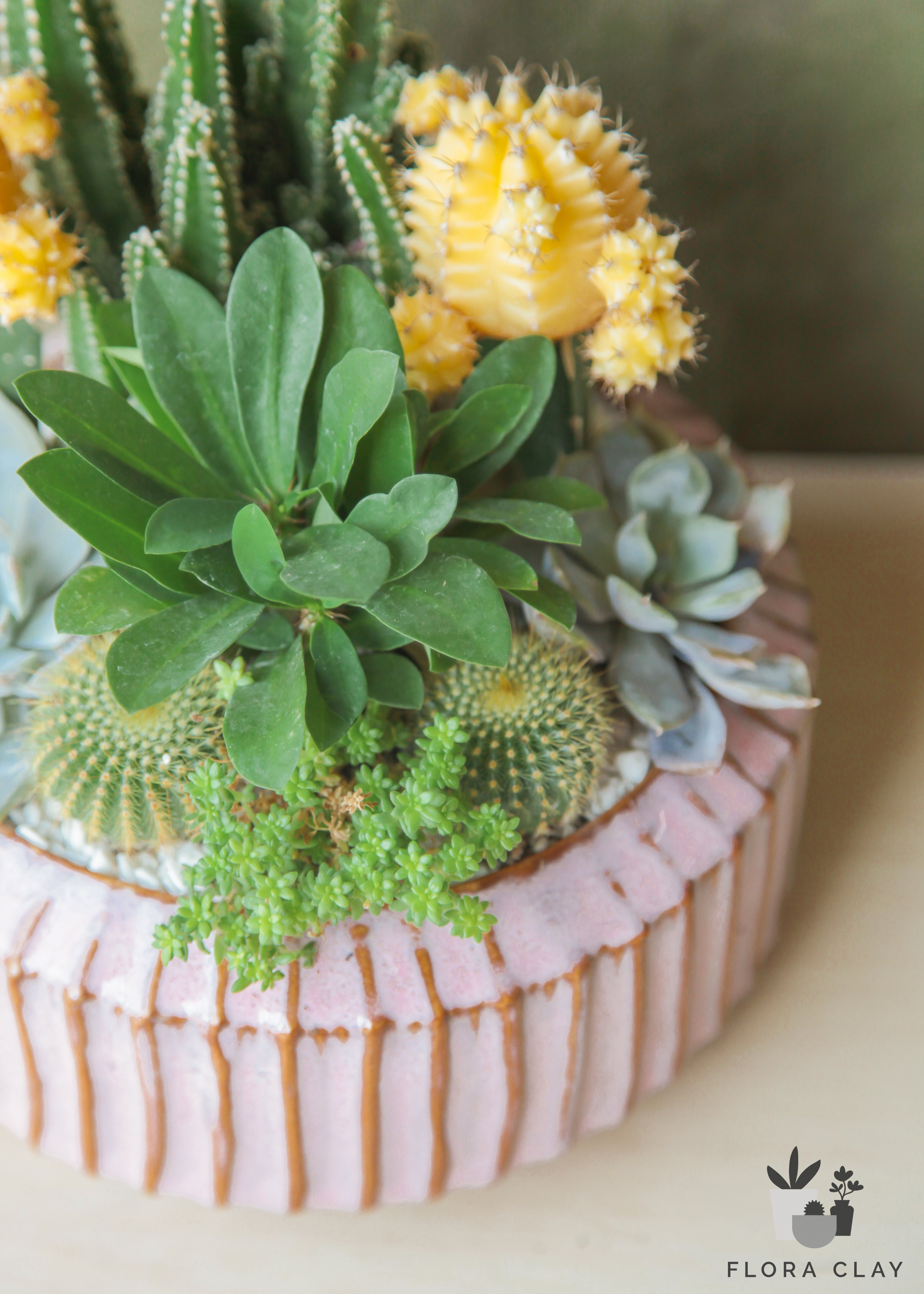 carousel succulent Carousel