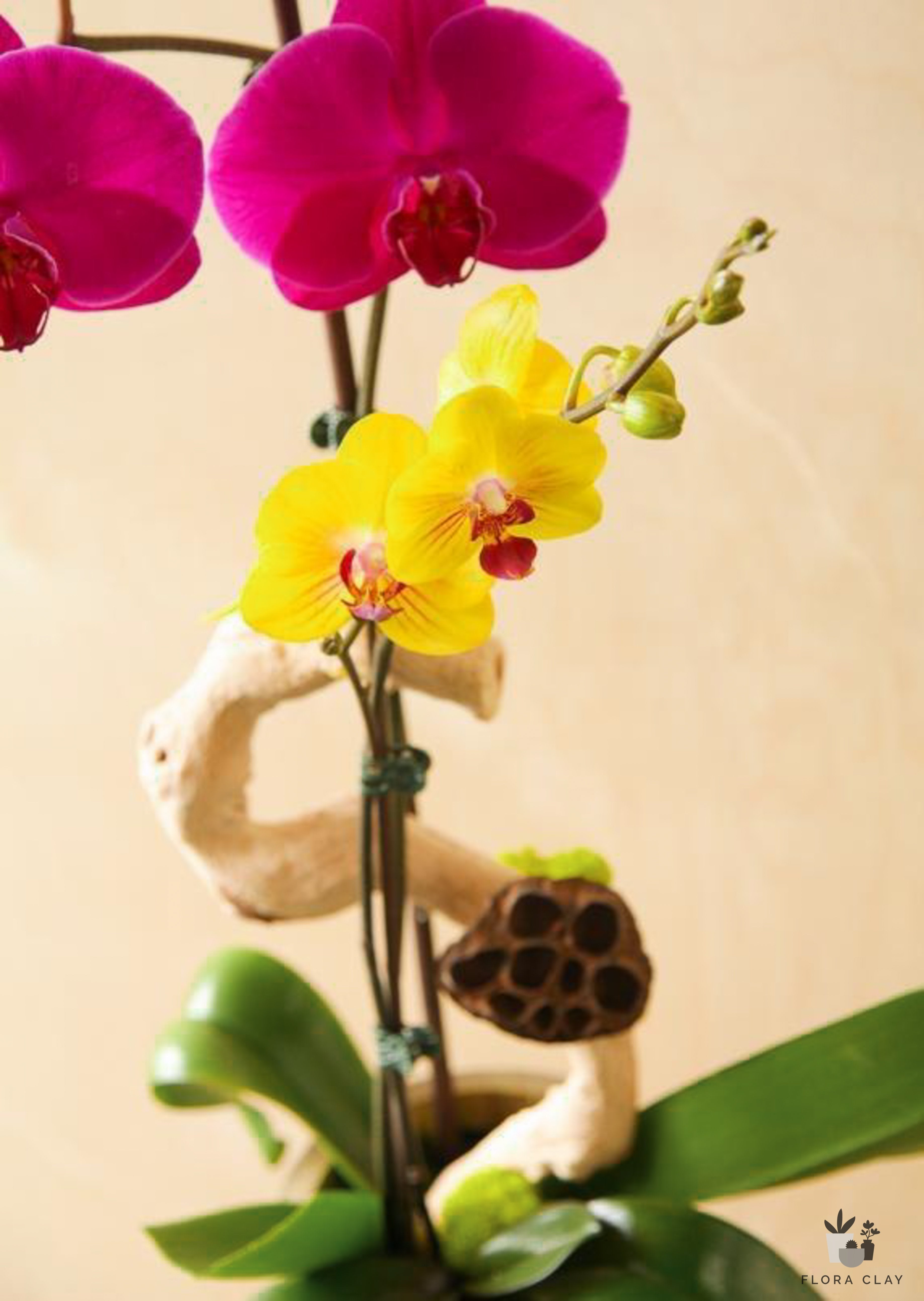 cascada-orchid-arrangement-floraclay-2.jpg