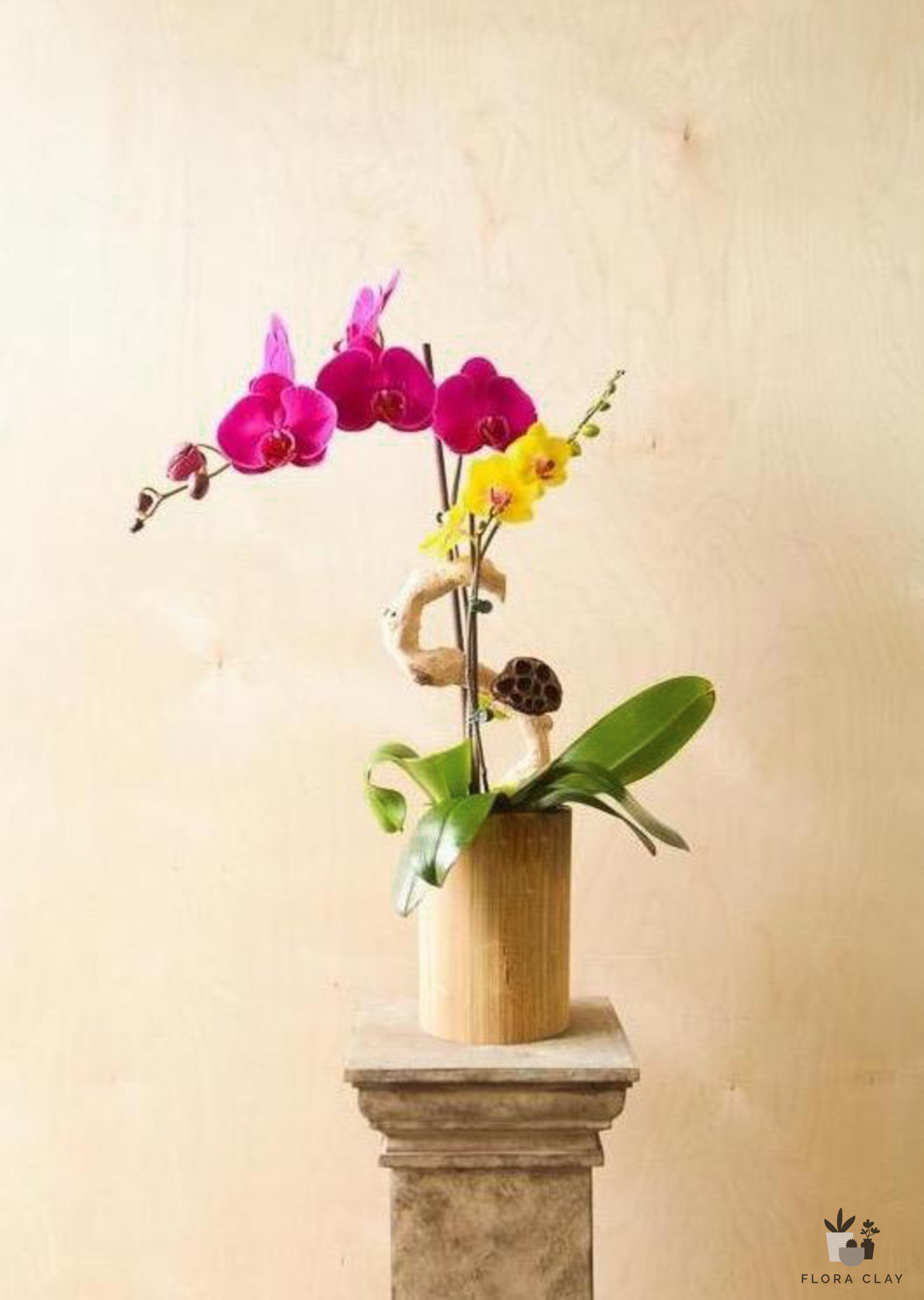 cascada-orchid-arrangement-floraclay-3.jpg