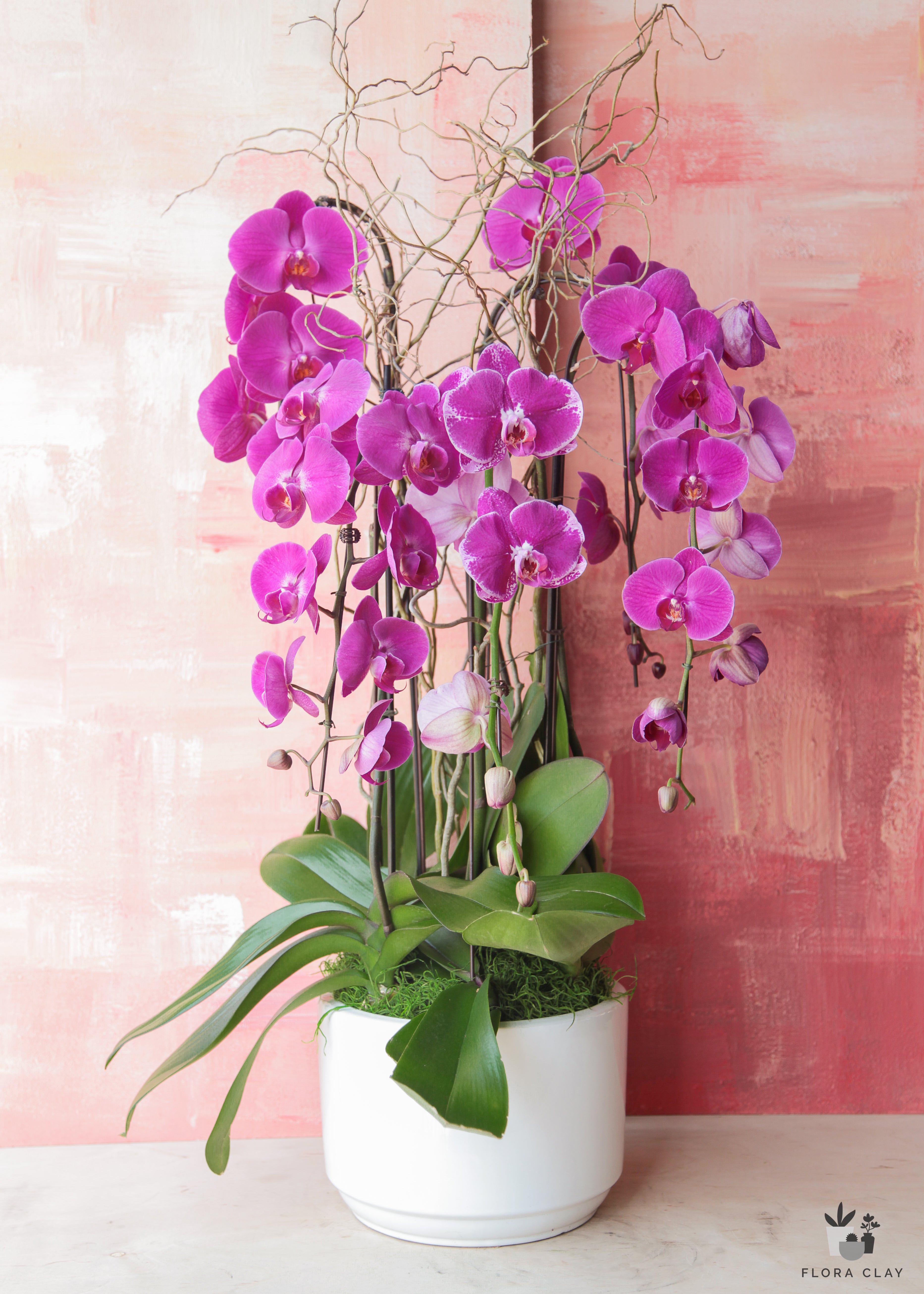 celebration-orchid-arrangement-floraclay-1.jpg