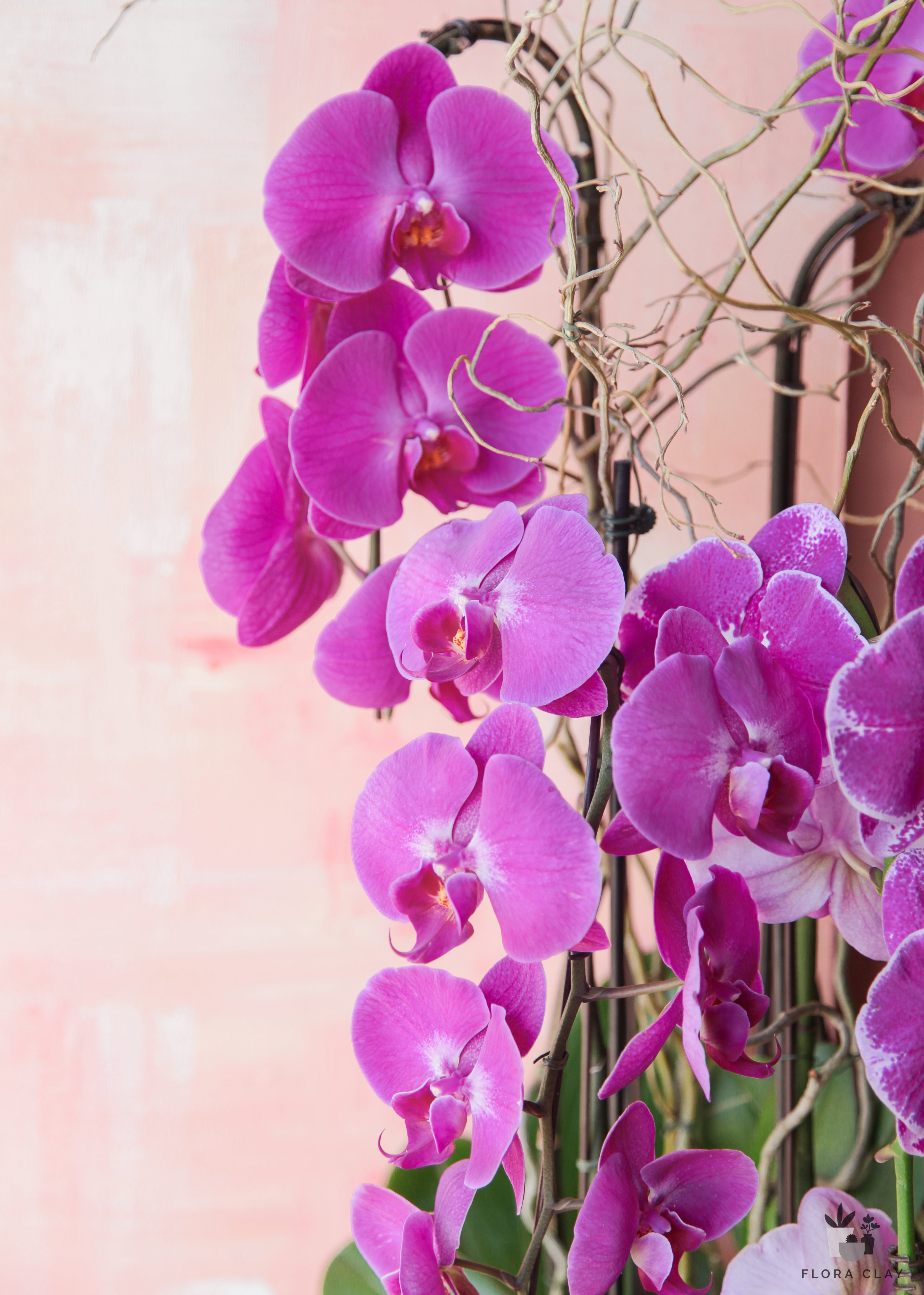 celebration-orchid-arrangement-floraclay-3.jpg