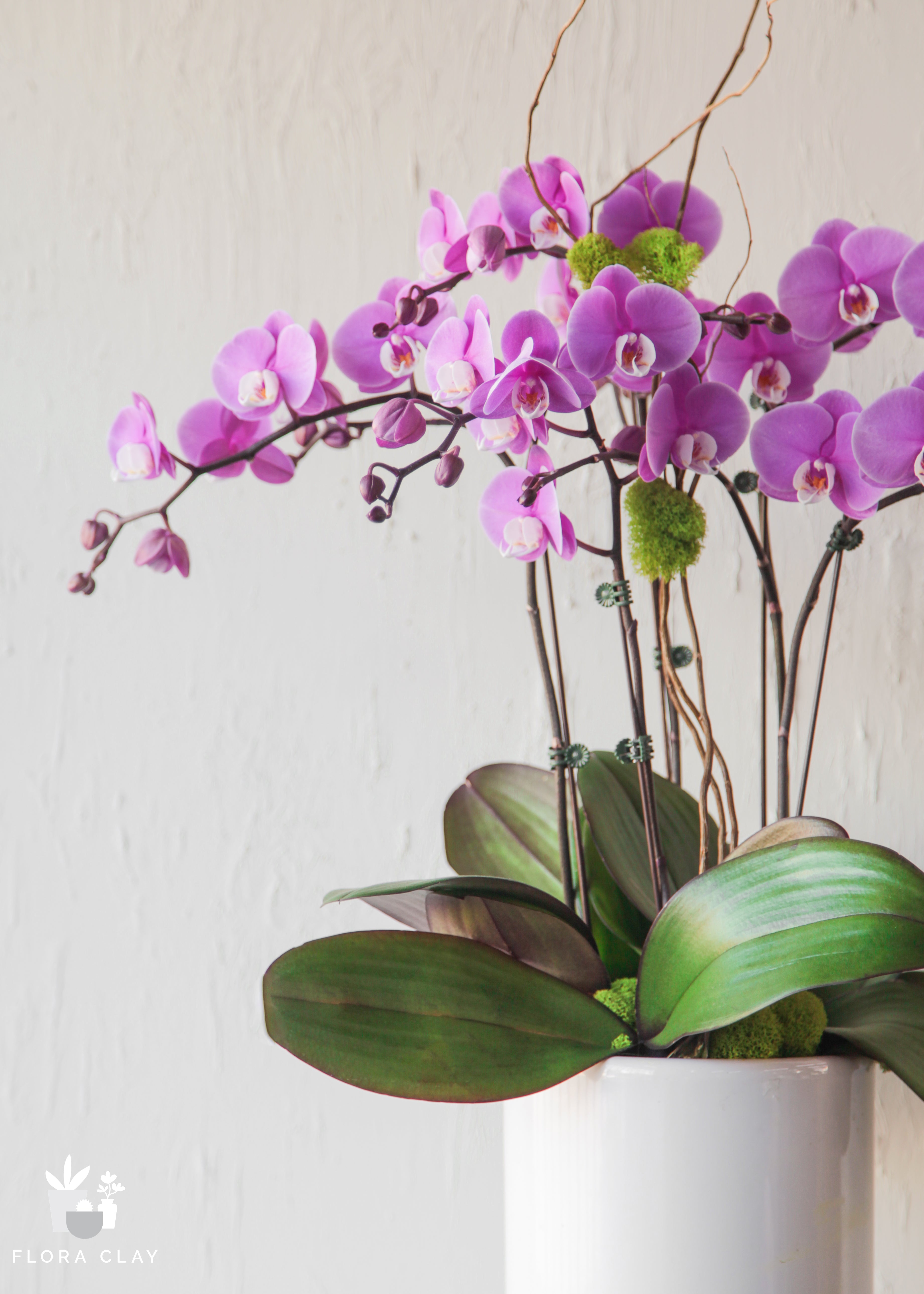 cherish-orchid-floraclay-2.jpg