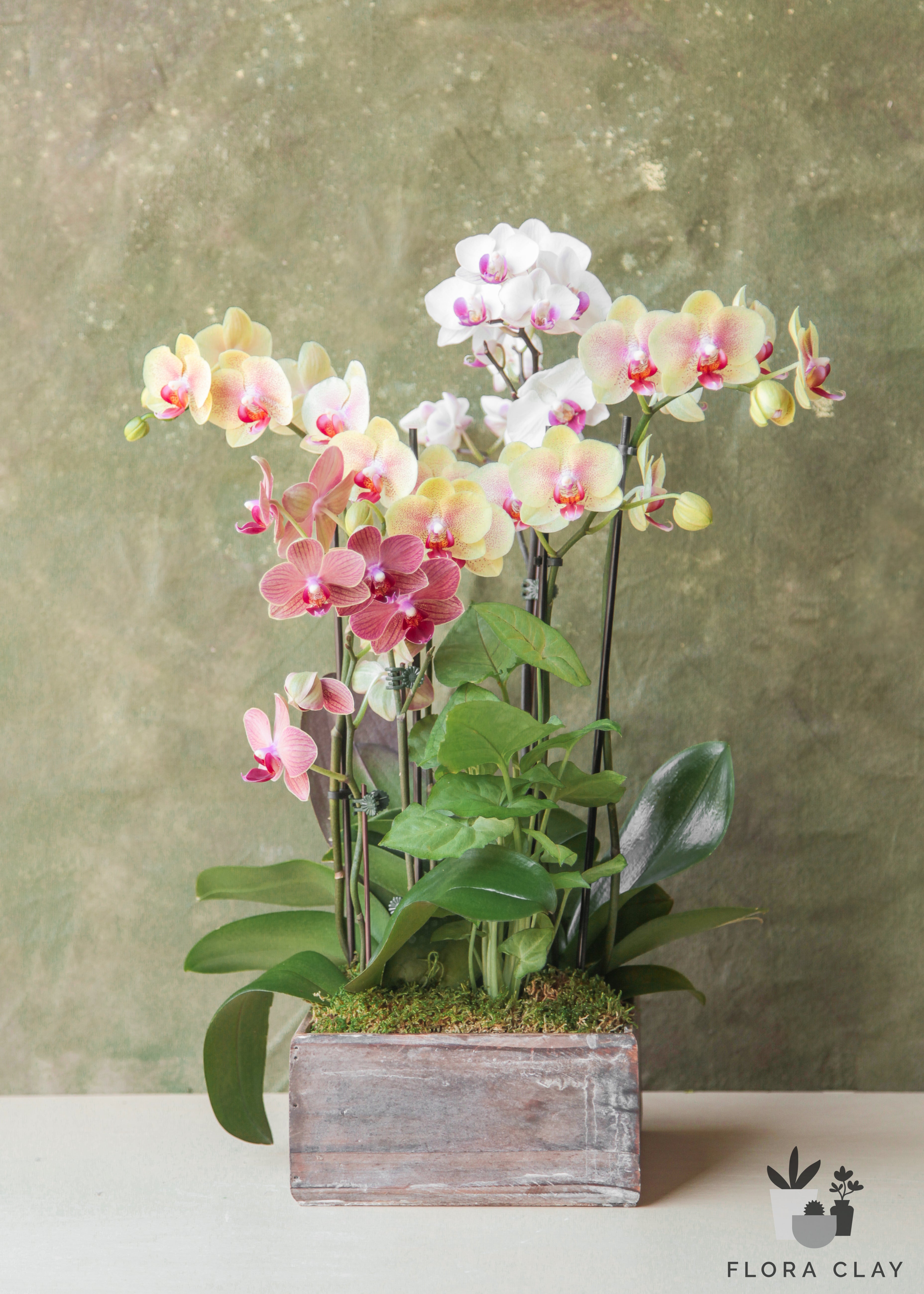 cinque-terre-orchid-arrangement-floraclay-1.jpg
