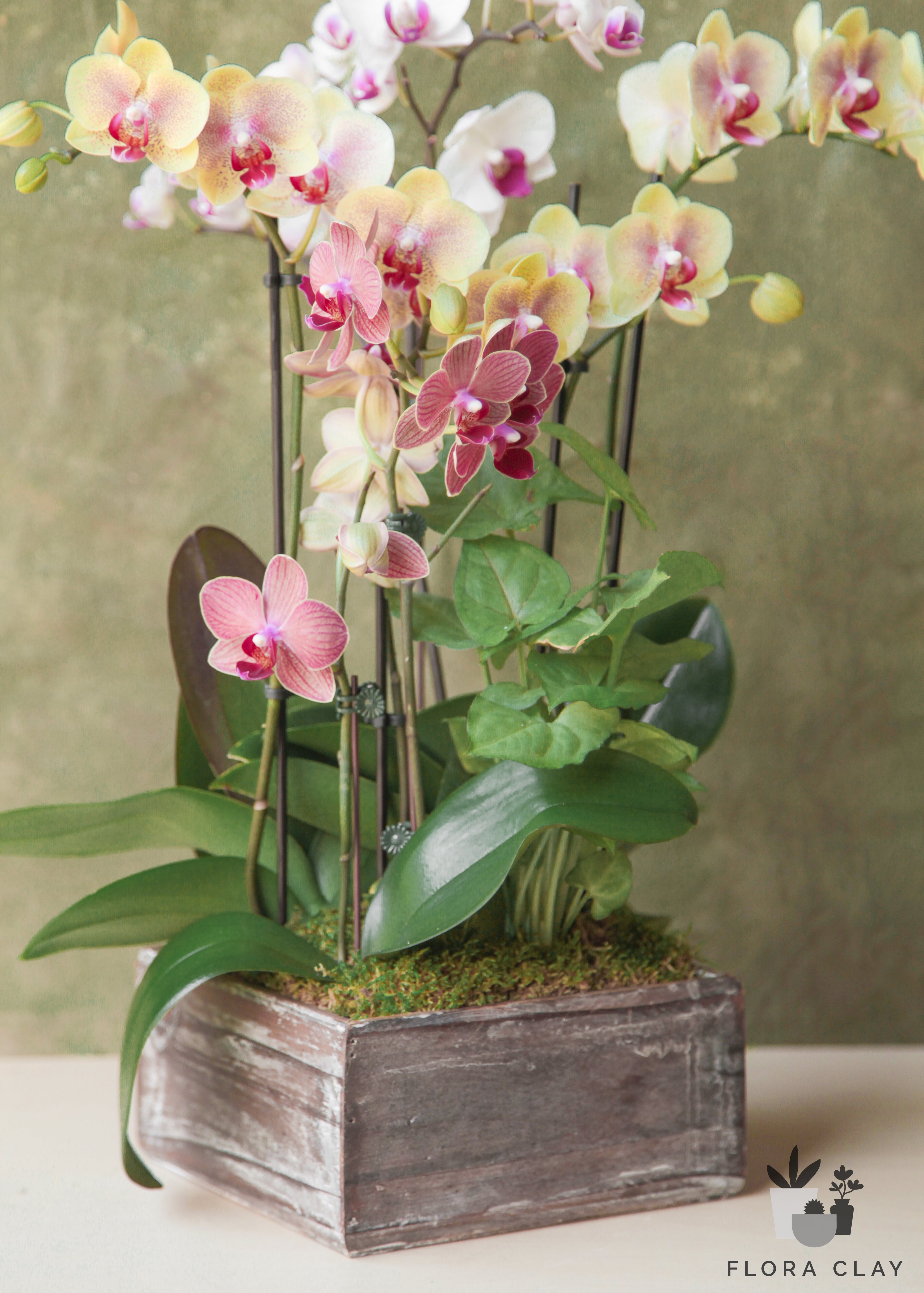 cinque-terre-orchid-arrangement-floraclay-4.jpg