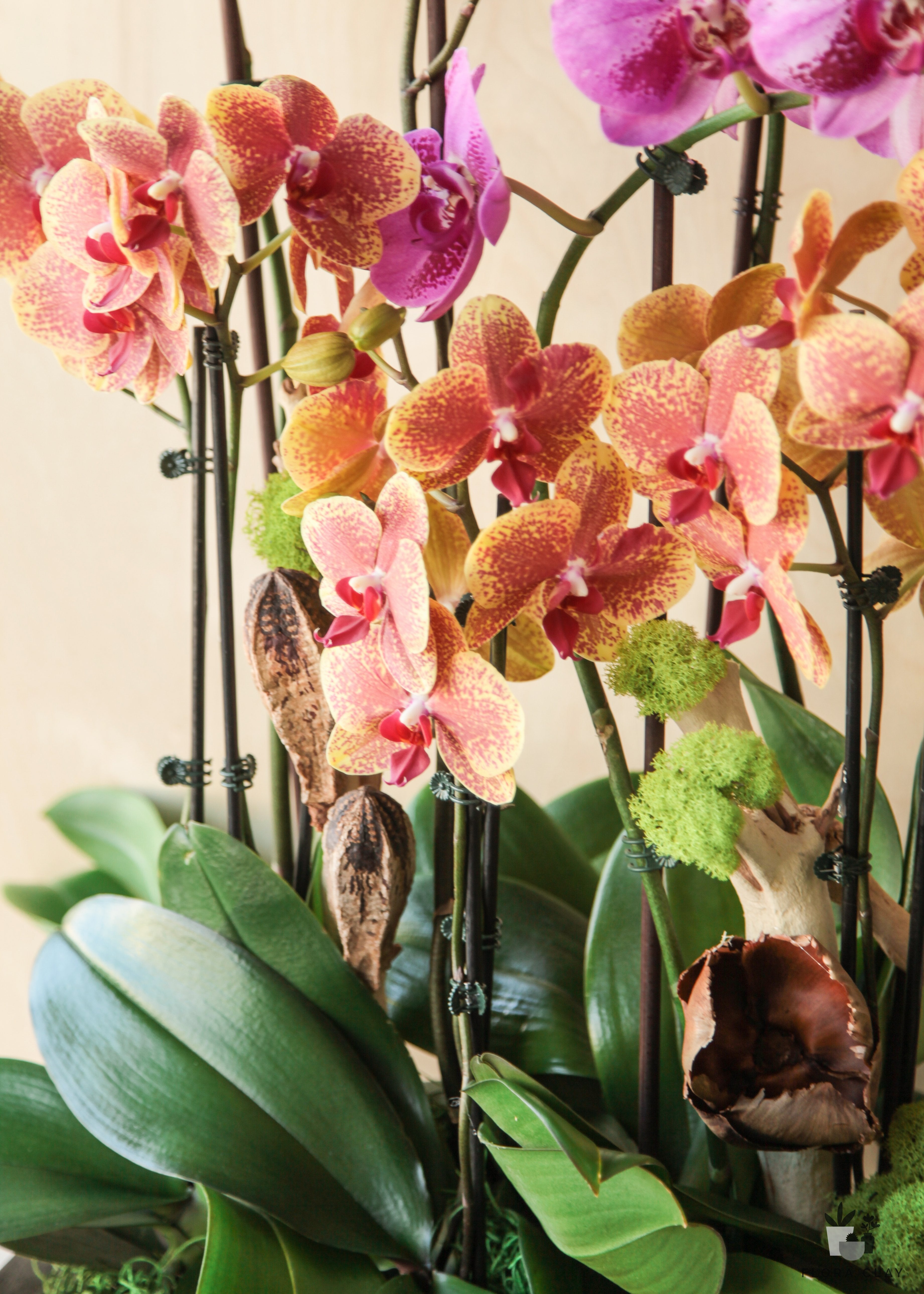 colorful-world-orchid-arrangement-floraclay-1.jpg