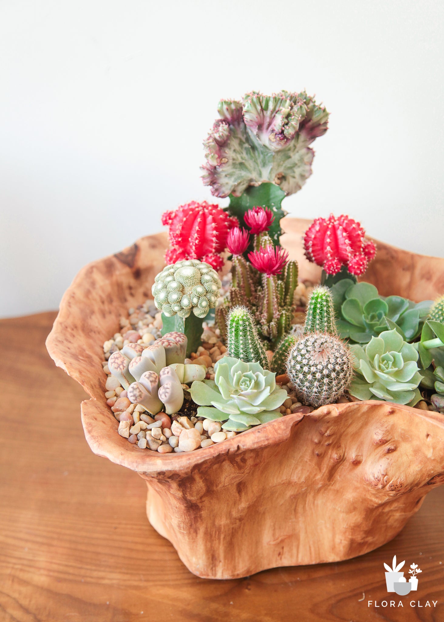 can i plant different succulents together Come Together